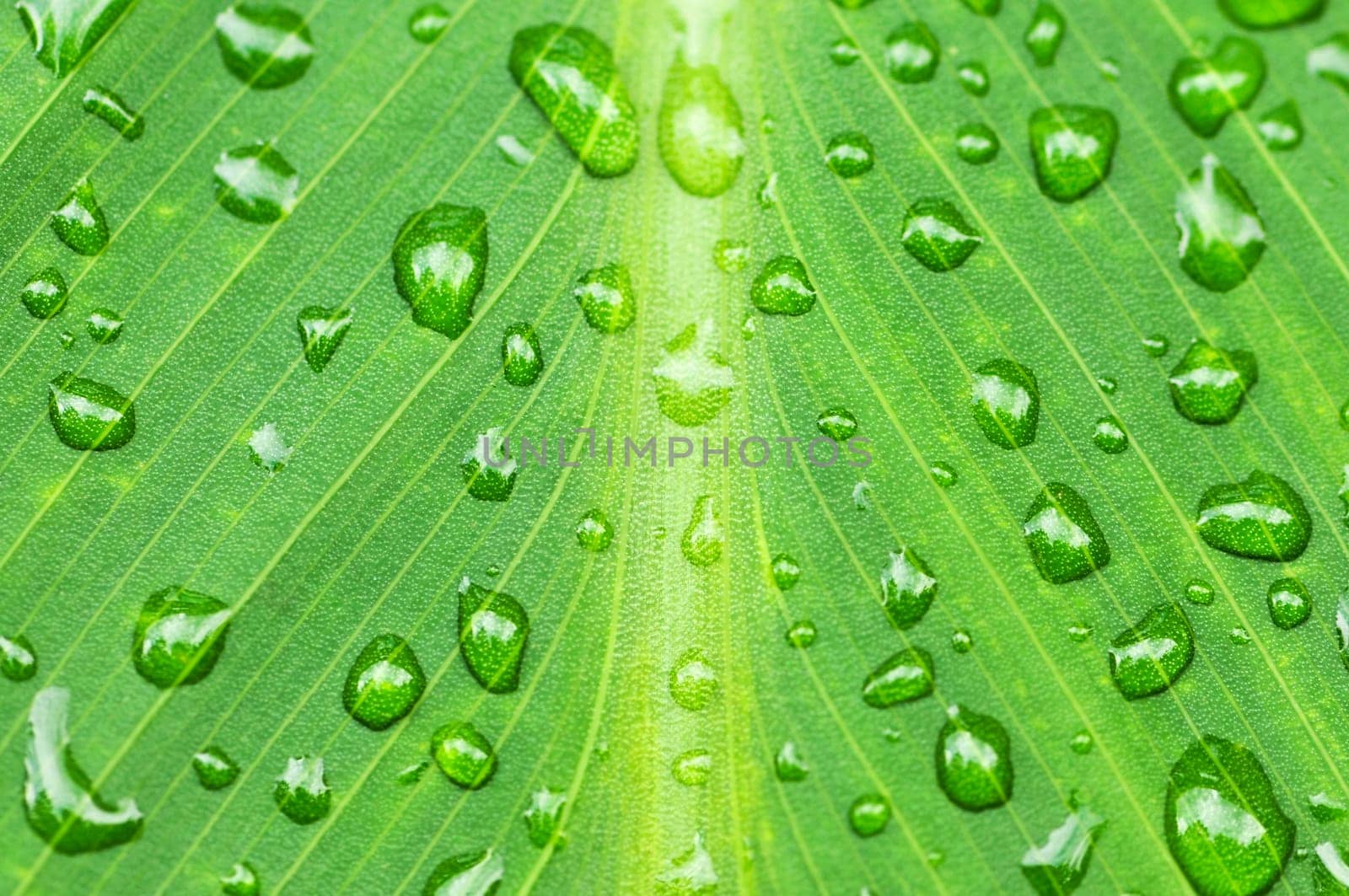 Green leaf background with raindrops