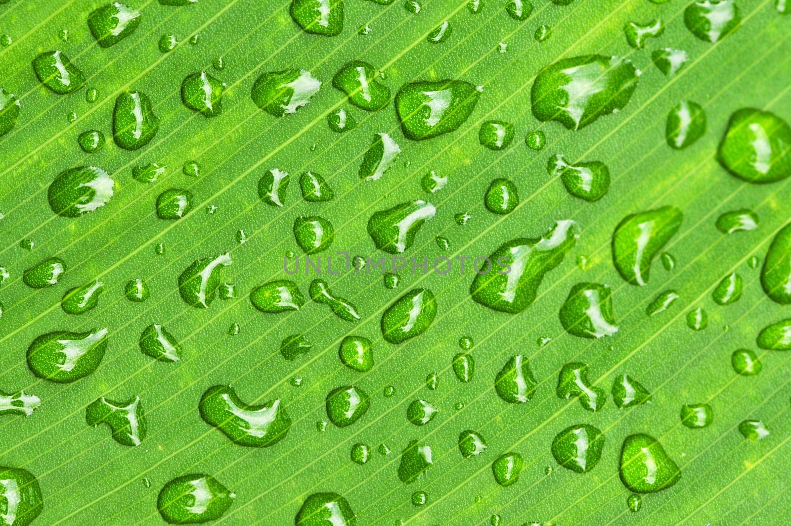 Green leaf background with raindrops
