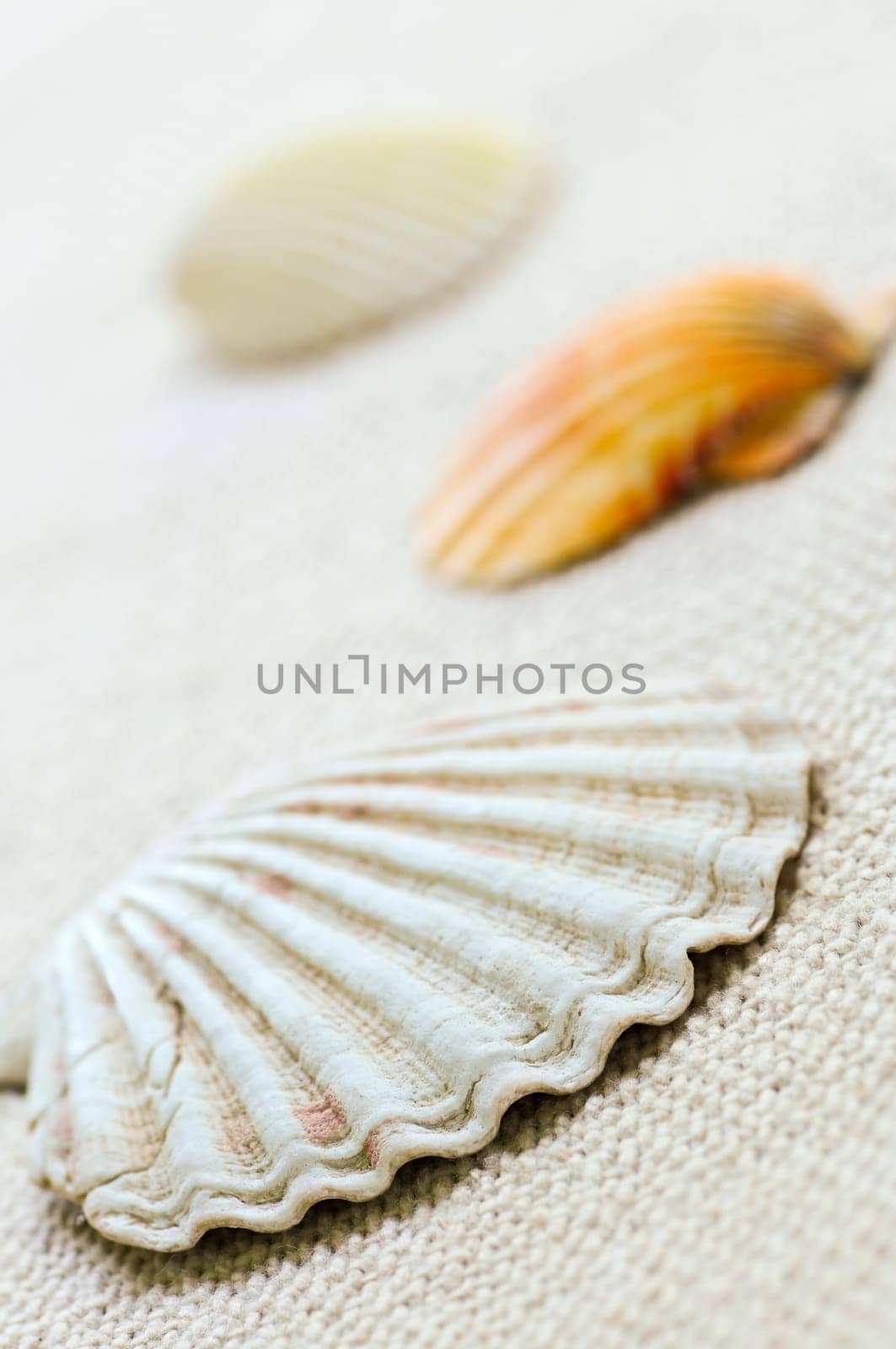 Seashells