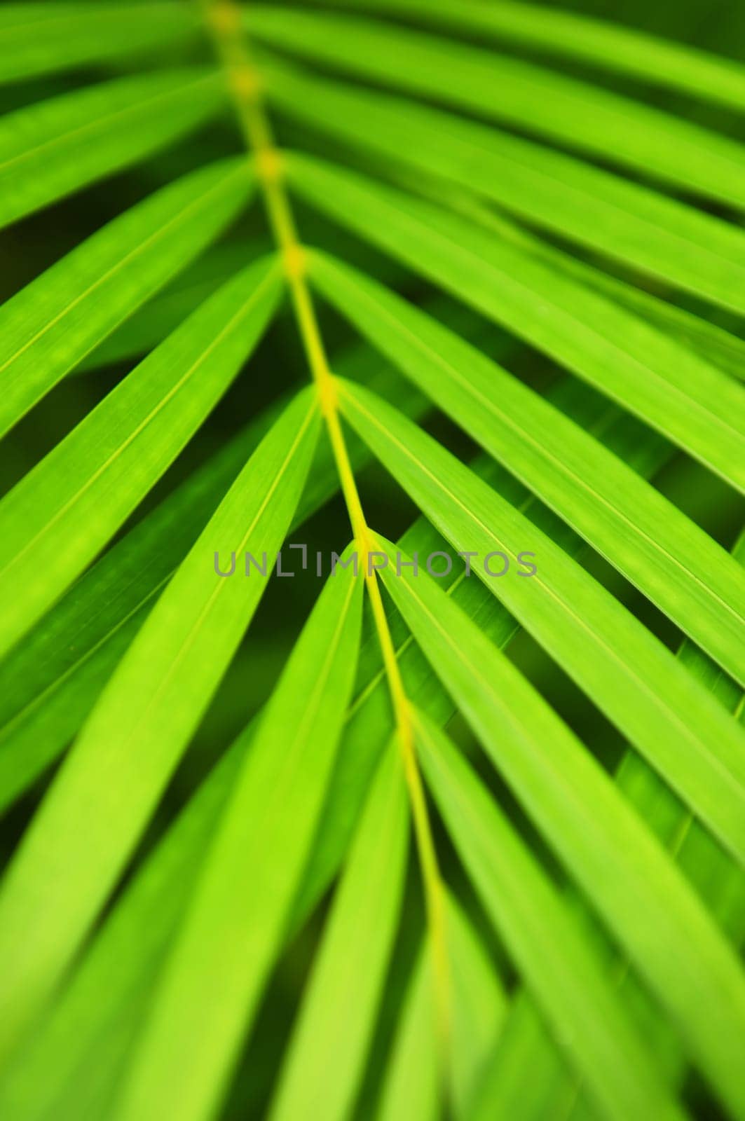 Palm tree leaves