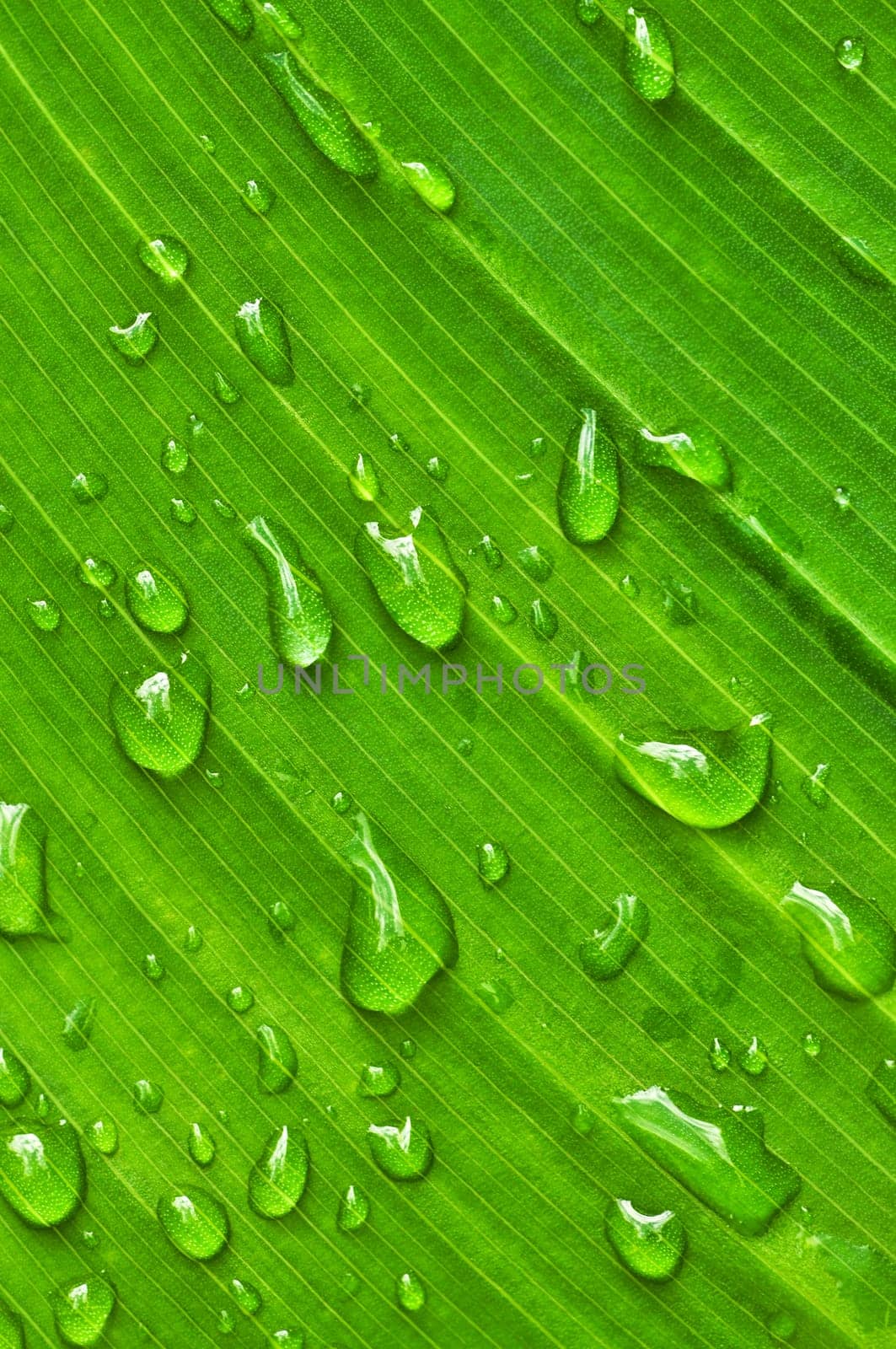 Green leaf background with raindrops
