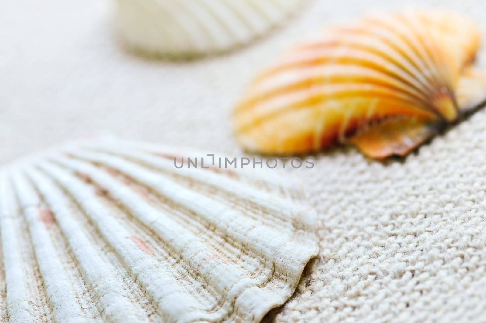 Seashells