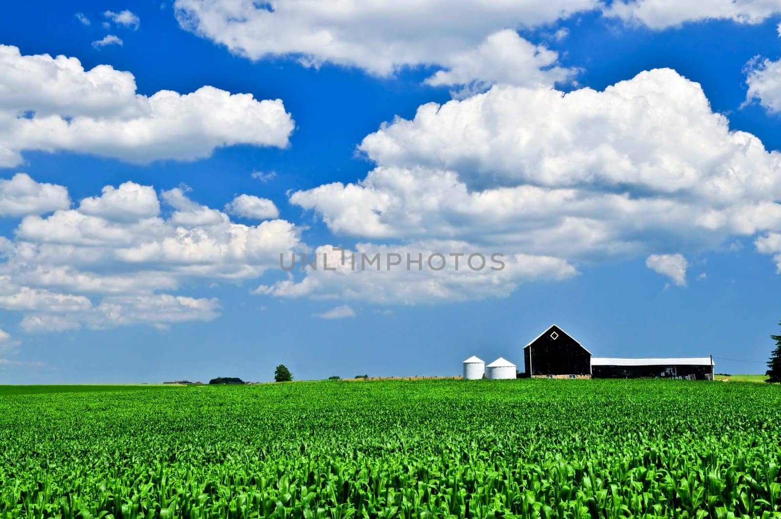 Rural landscape