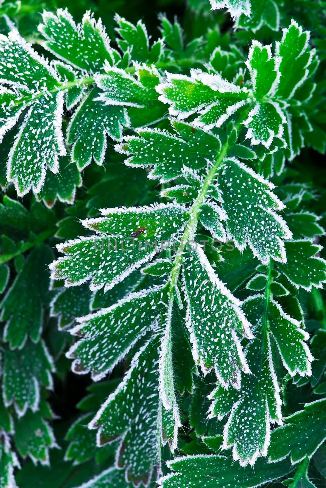 Frosty plants in late fall