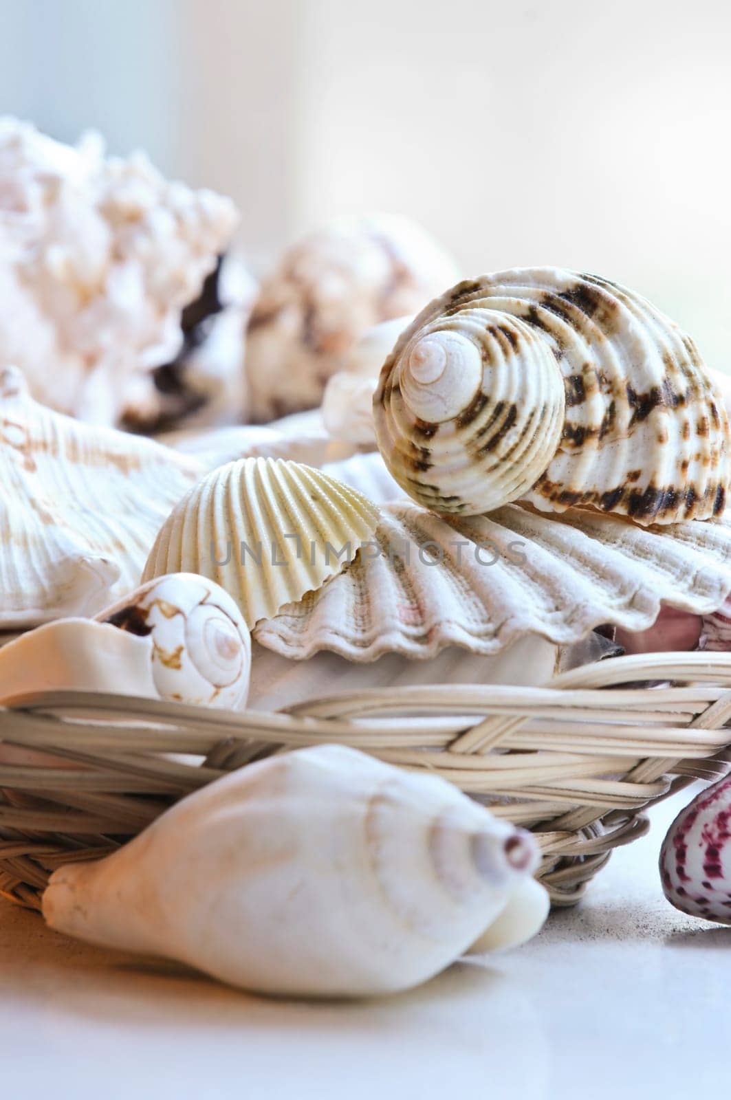 Seashells
