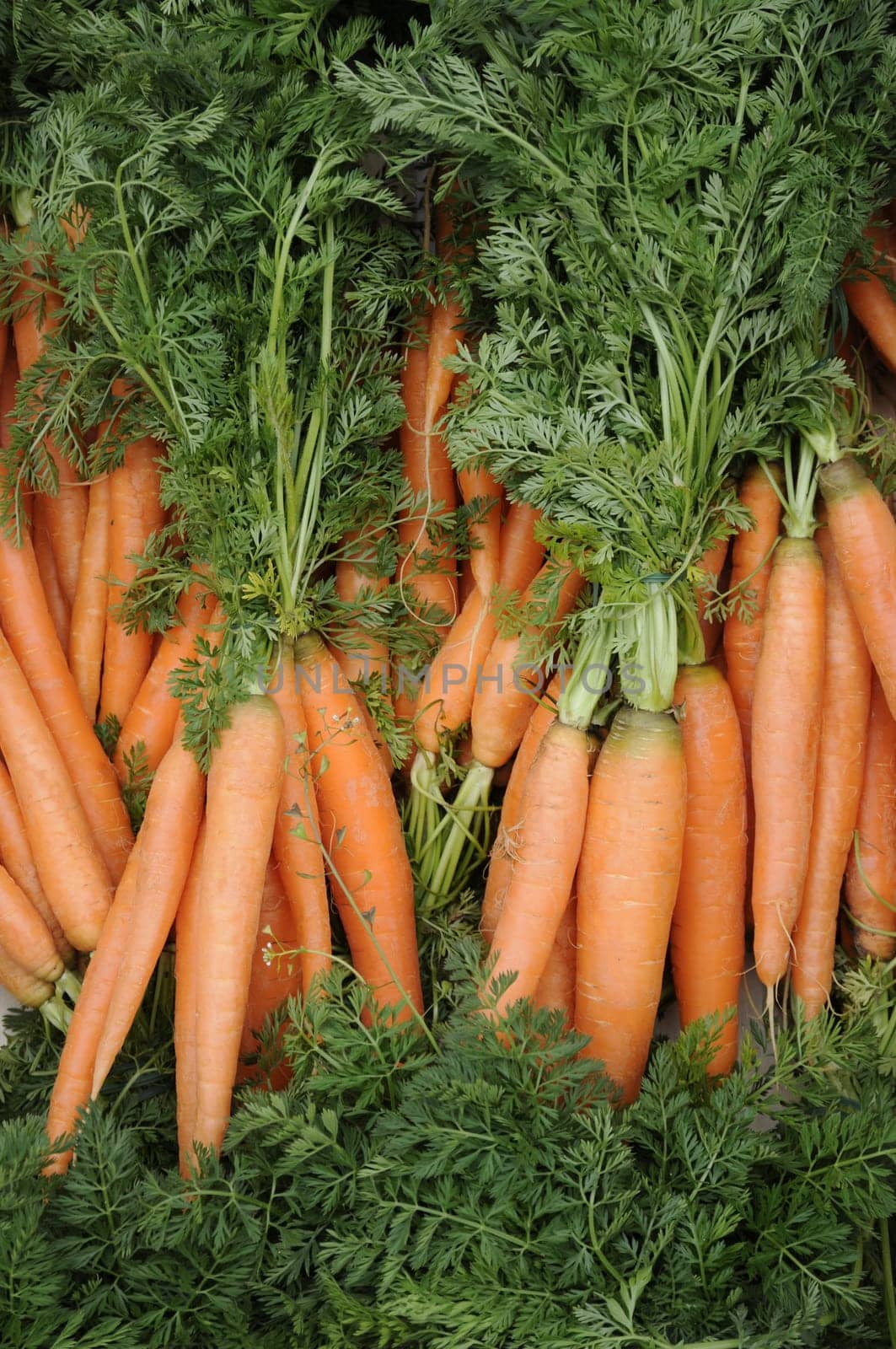 Carrots