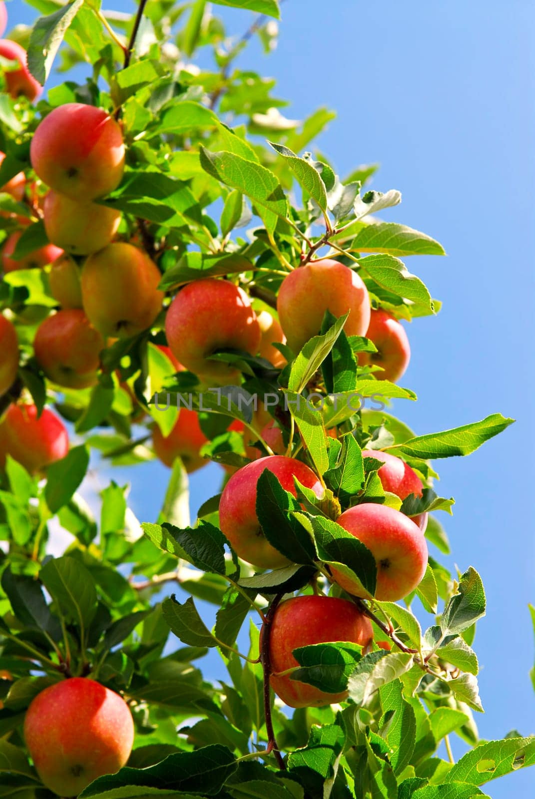 Apples on tree
