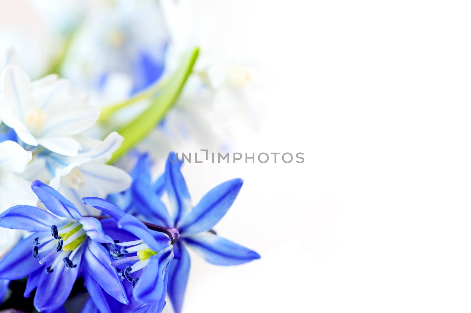 Spring flowers background