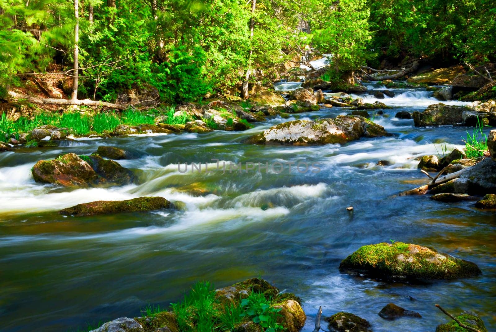 River through woods