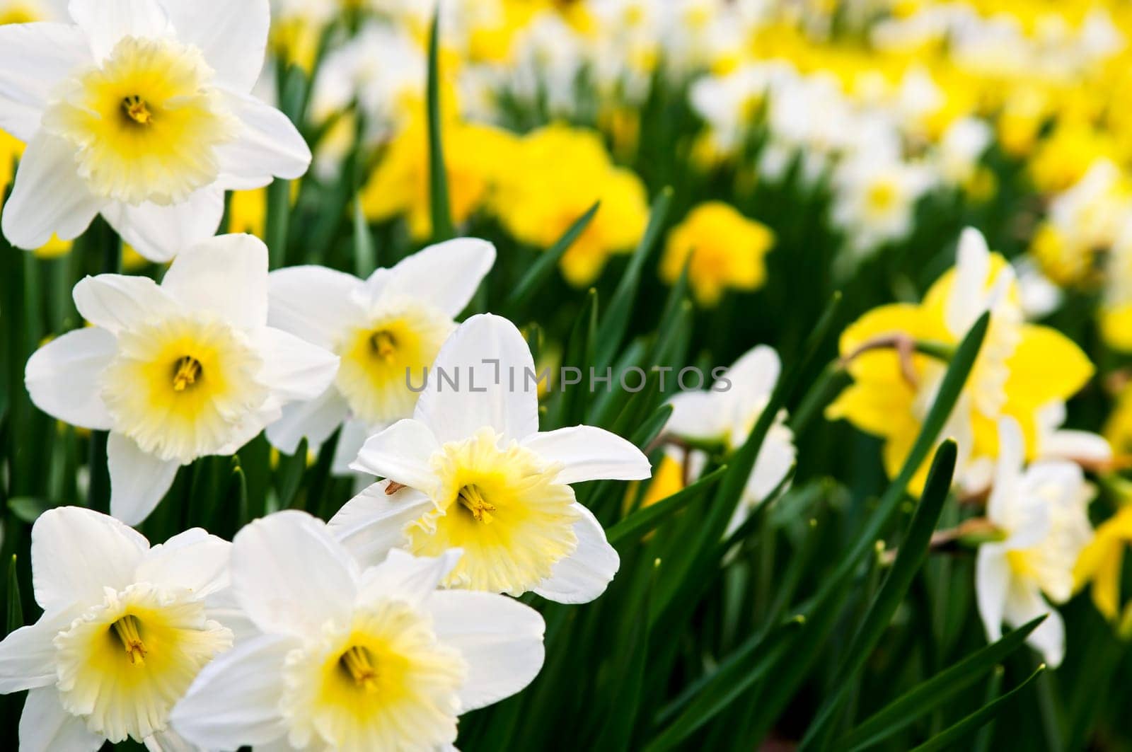Daffodils