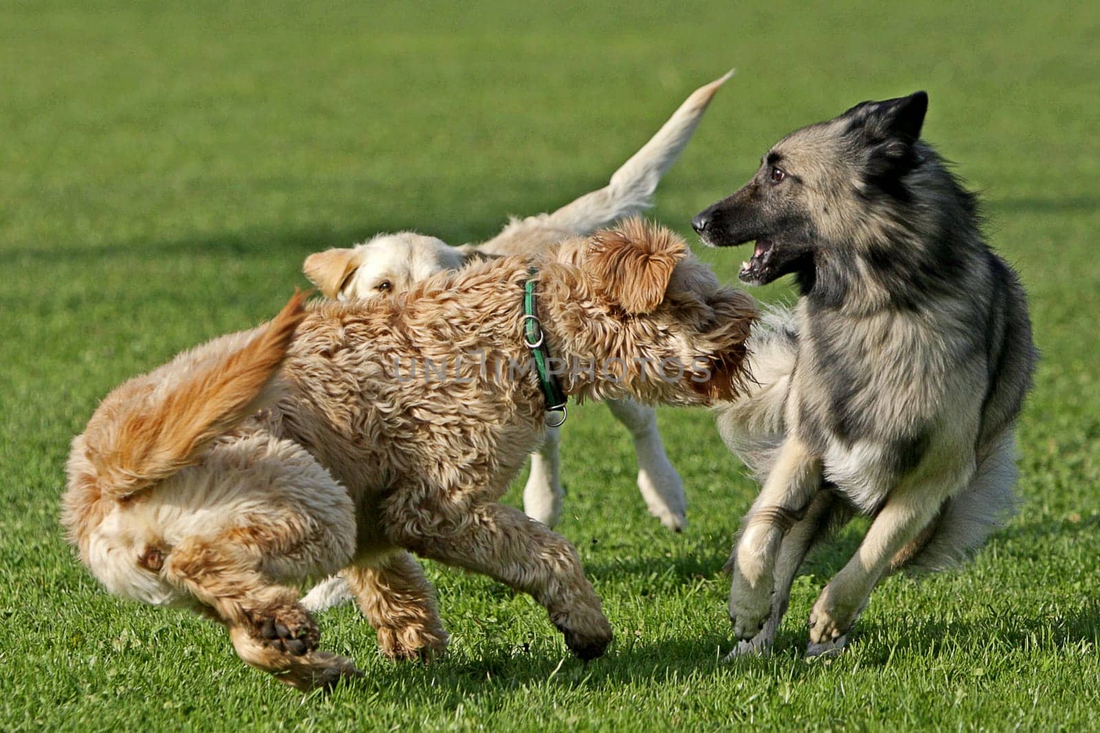 2 dogs