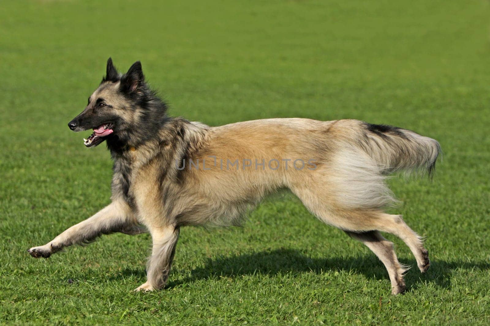 Sheepdog