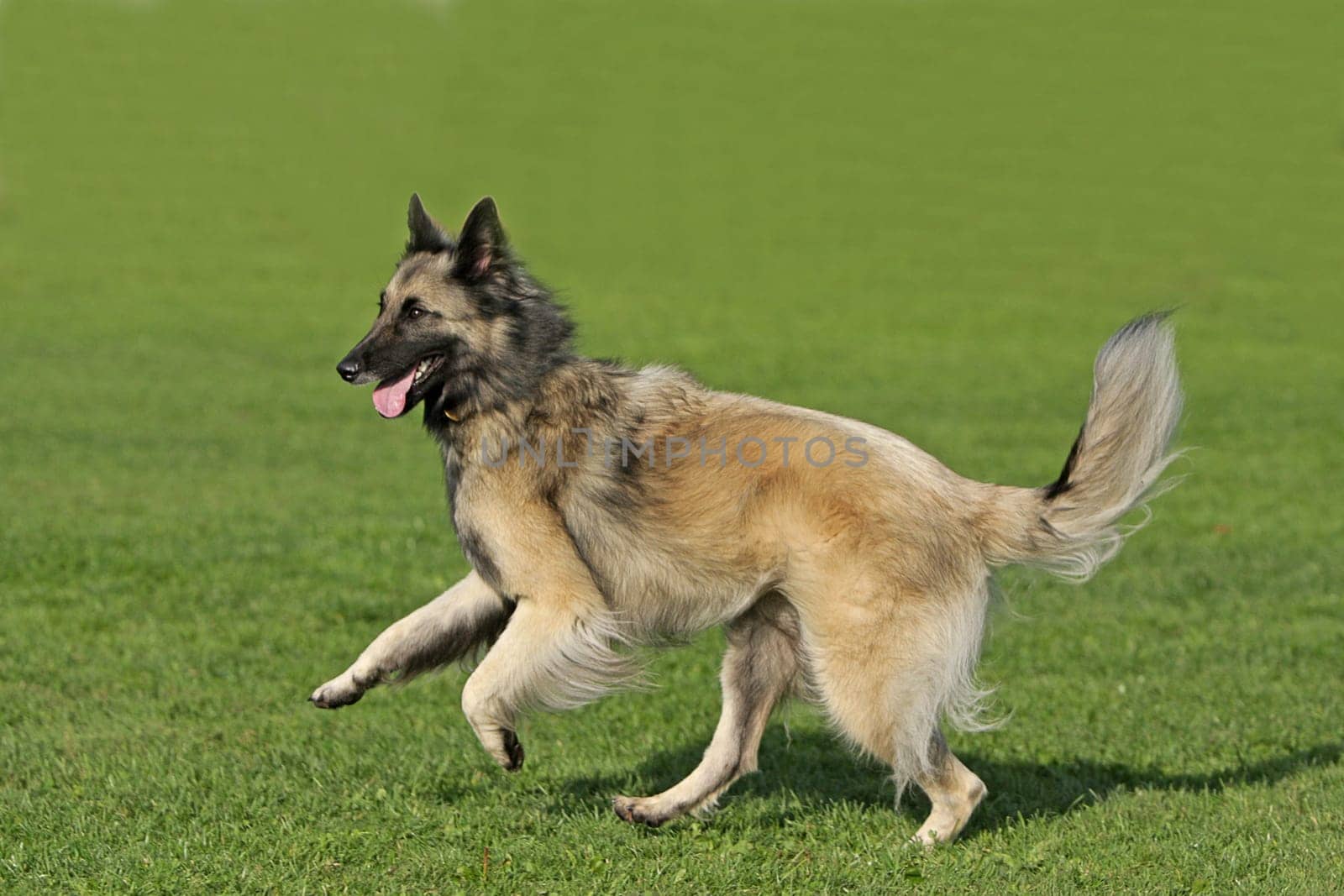 Sheepdog