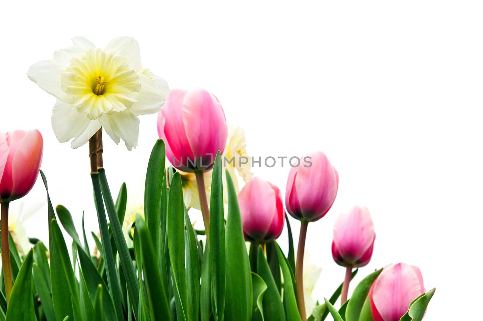 Tulips and daffodils on white background
