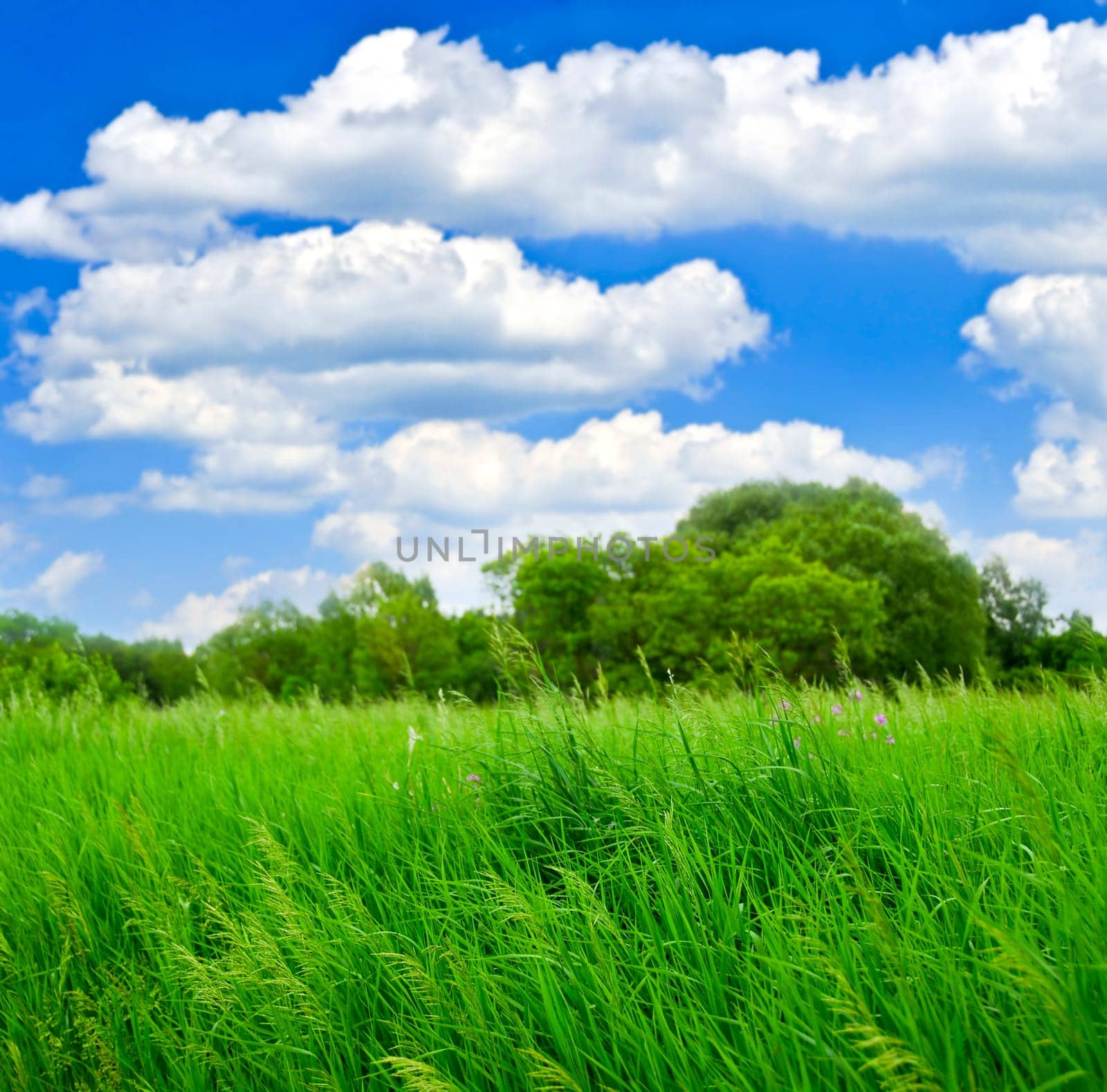 Grass and trees