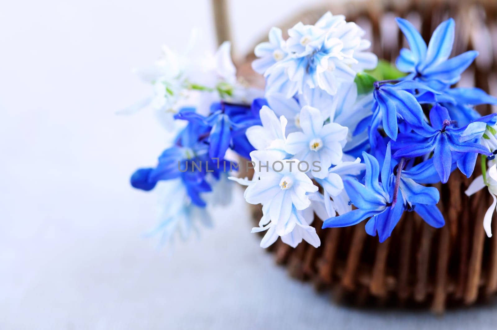 First spring flowers