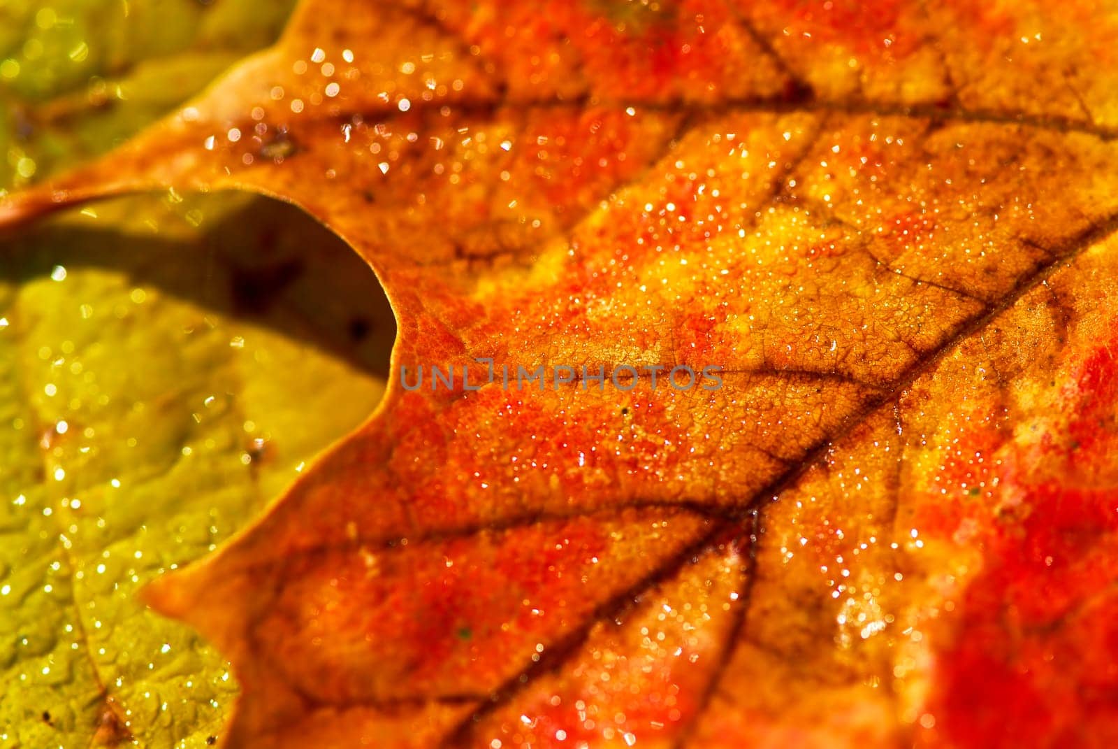 Autumn leaves macro