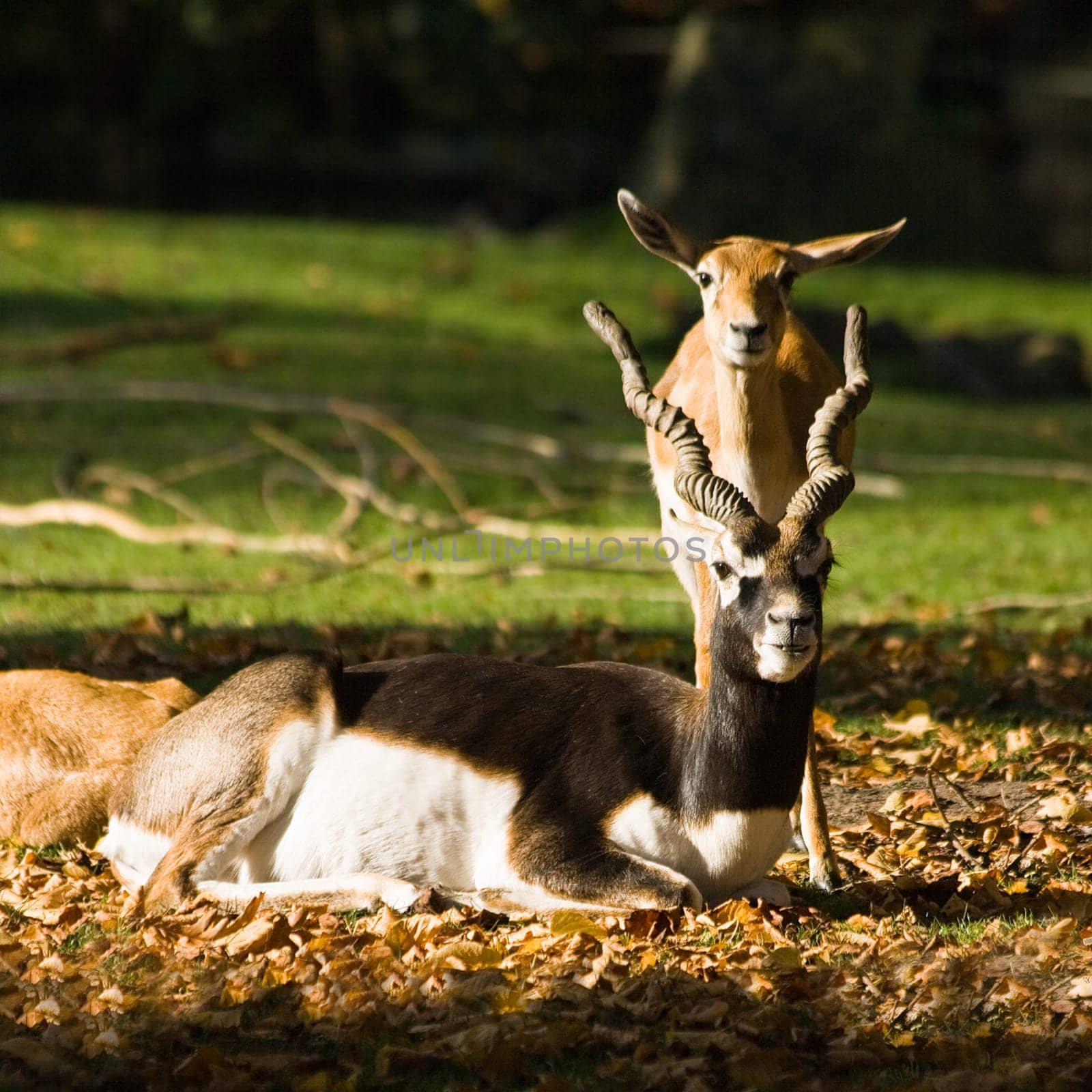 Blackbuck or Indian antilope