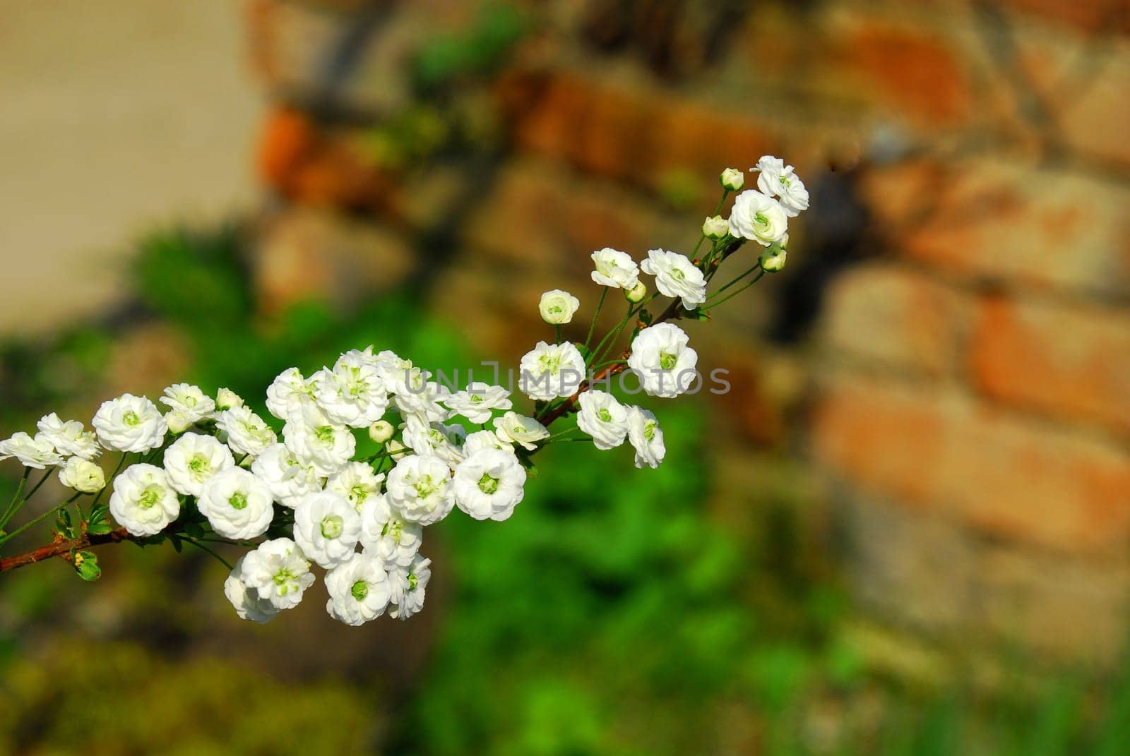 piershrub