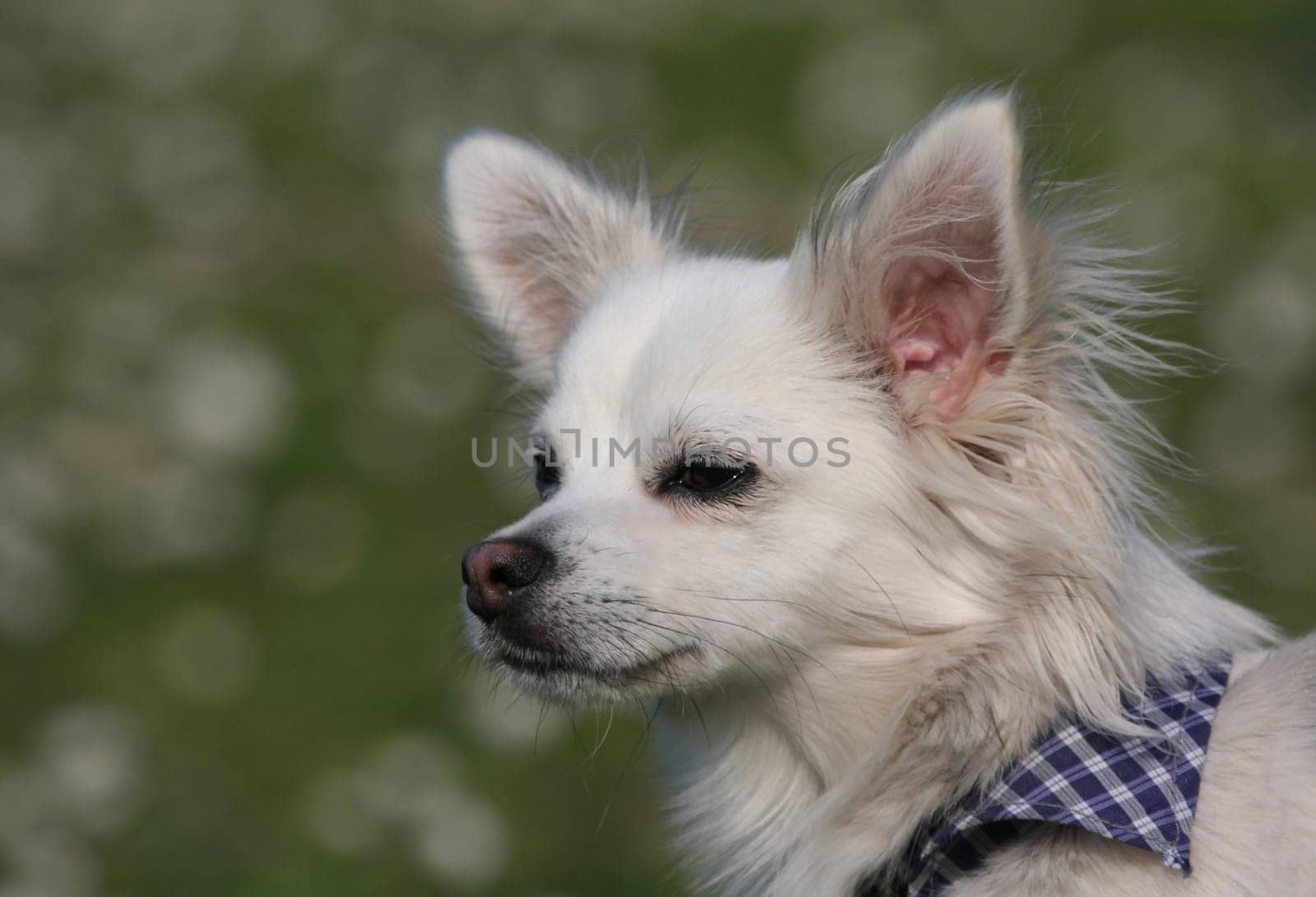 Dog Portrait