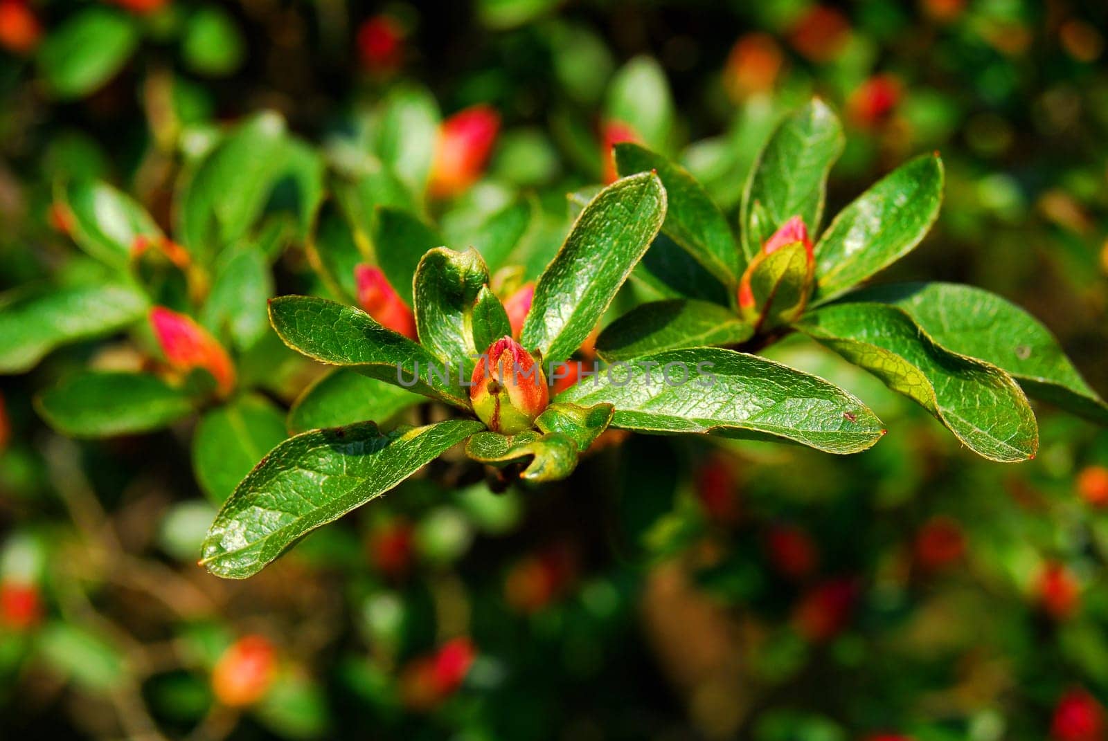 bud