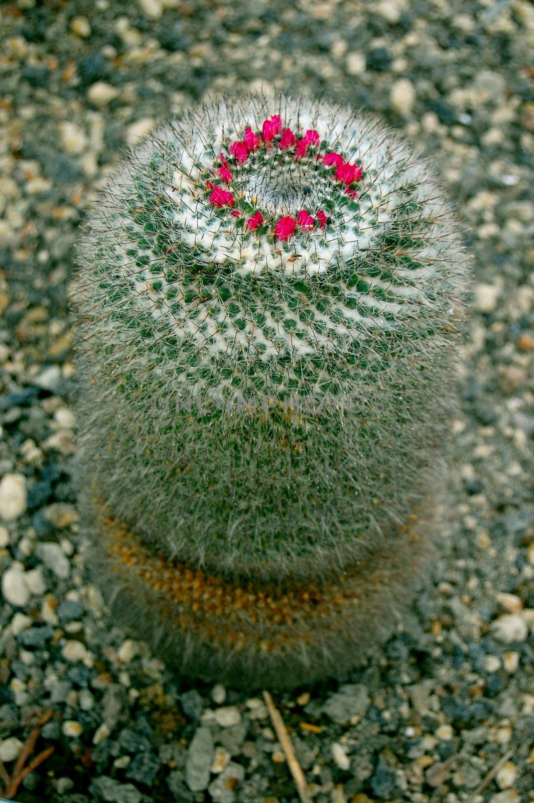 Mammillaria Hahniana