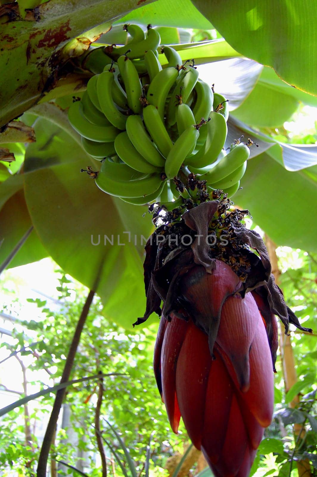 Dwarf bananas