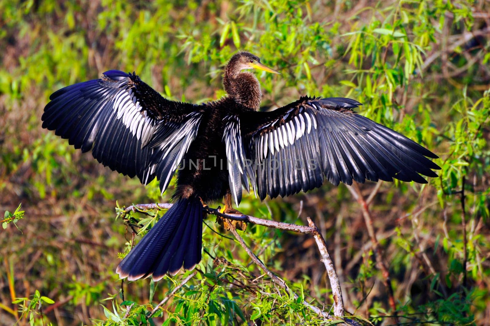 Anhinga