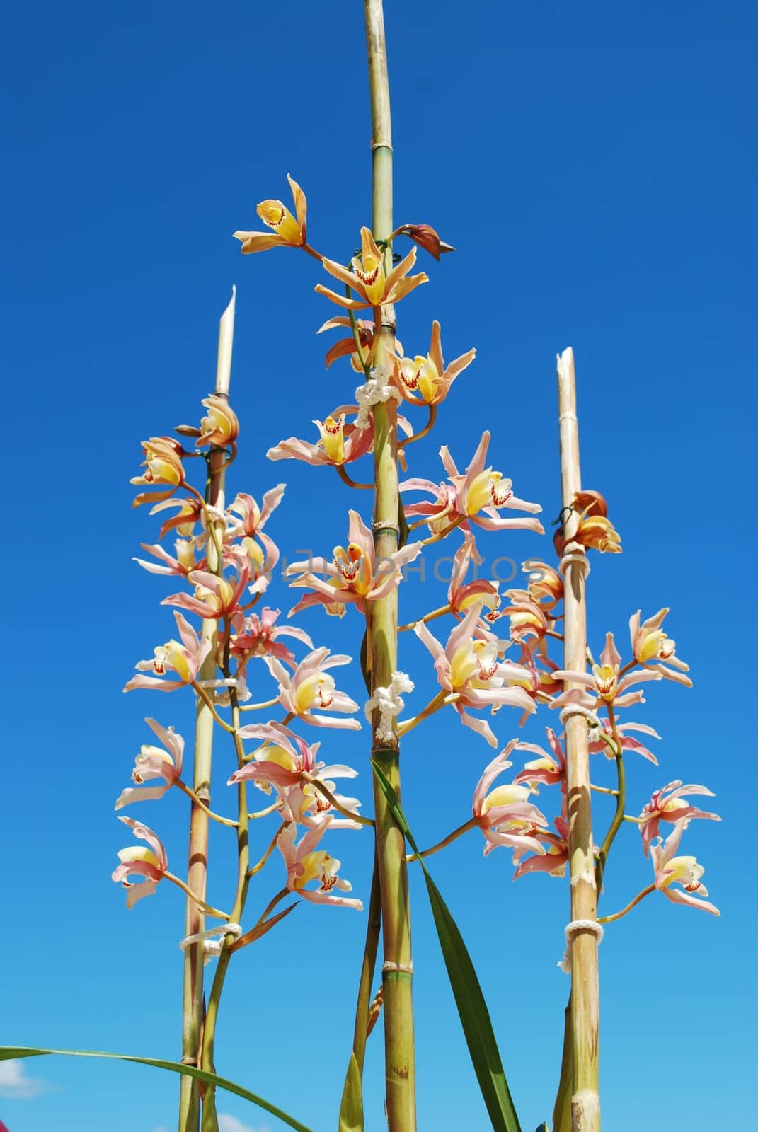 Pink orchid flowers