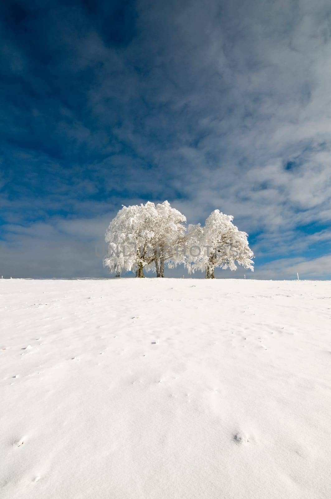 Winter Tree01