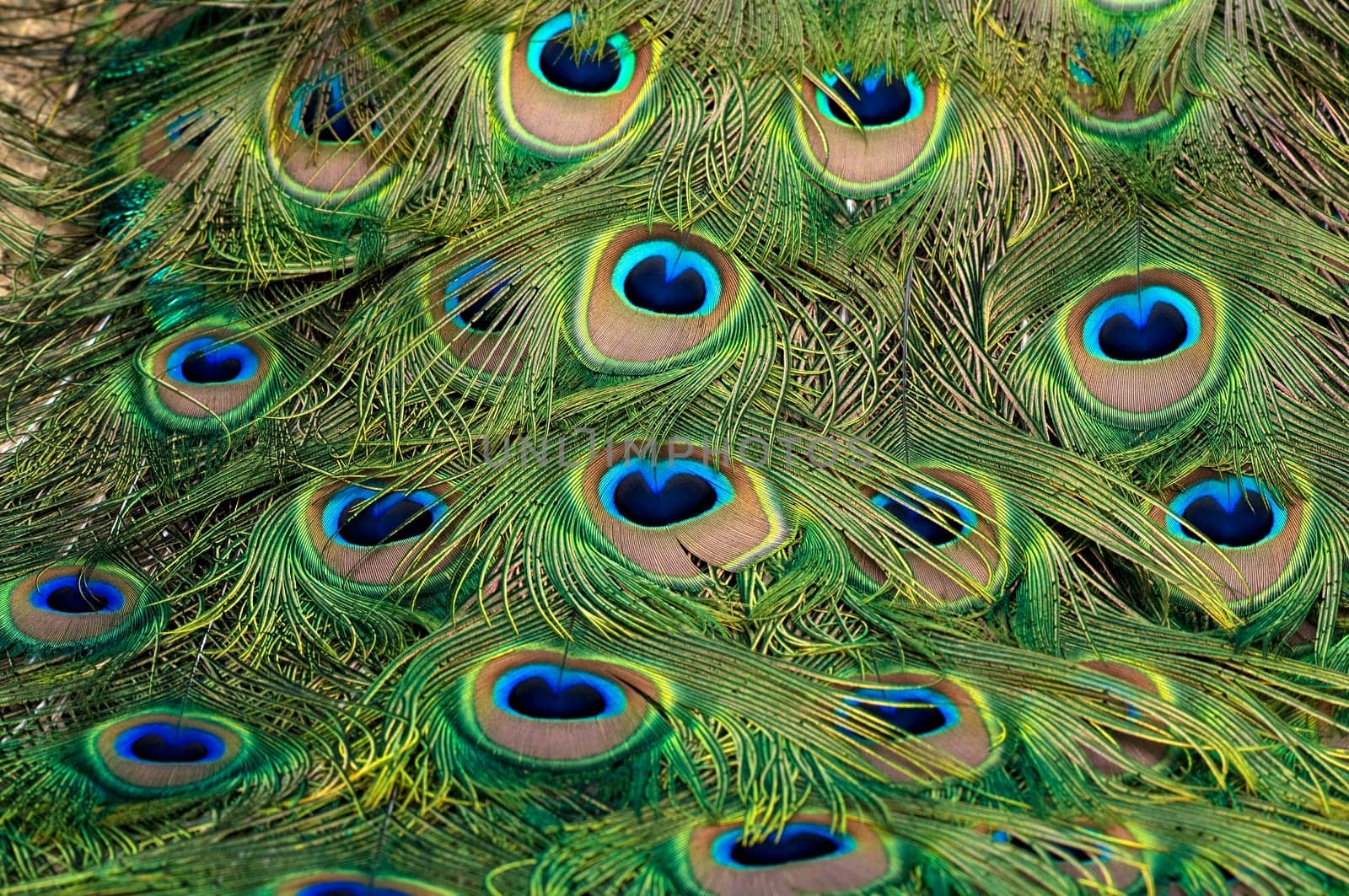 Peacock Feathers02