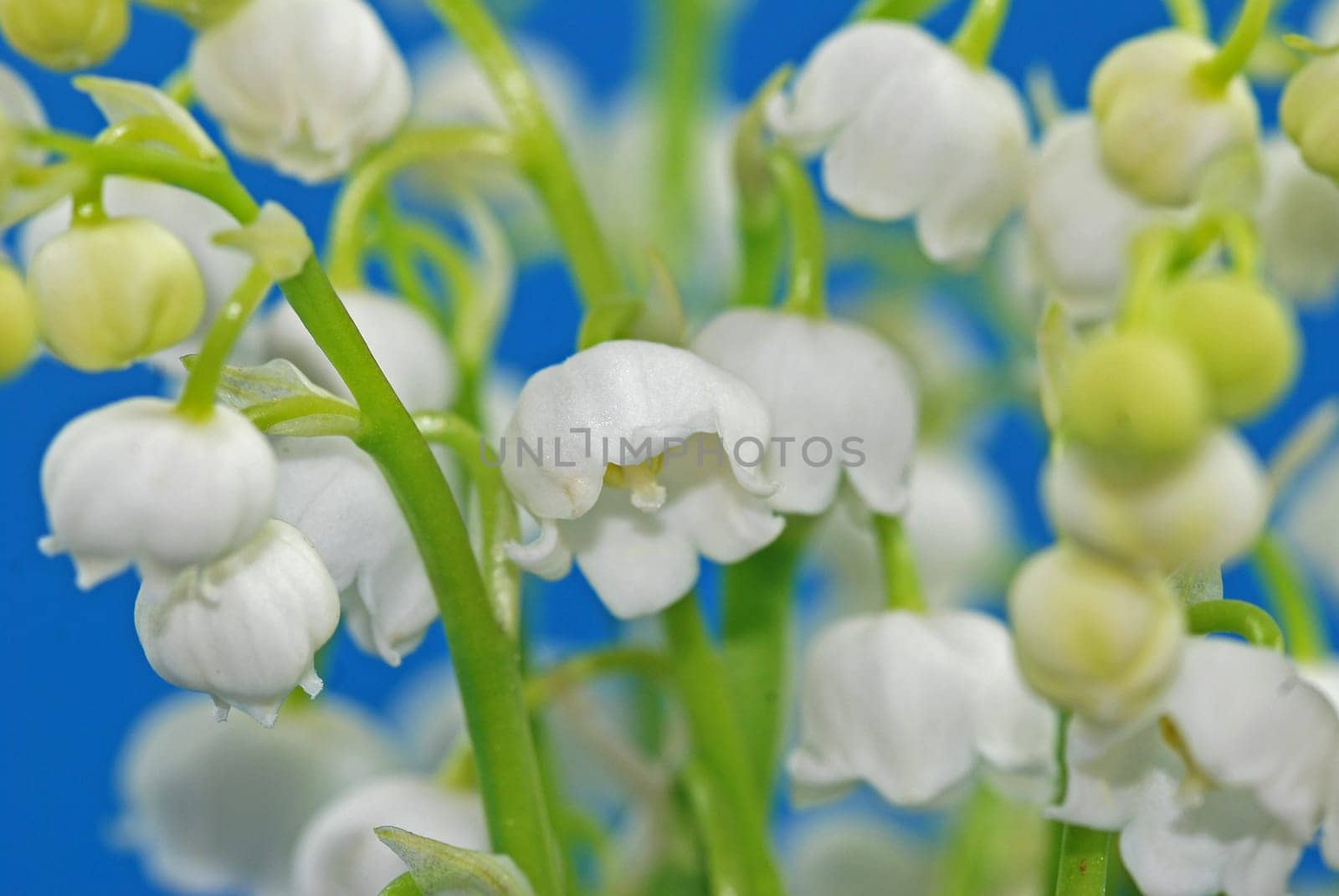 Lily of the valley
