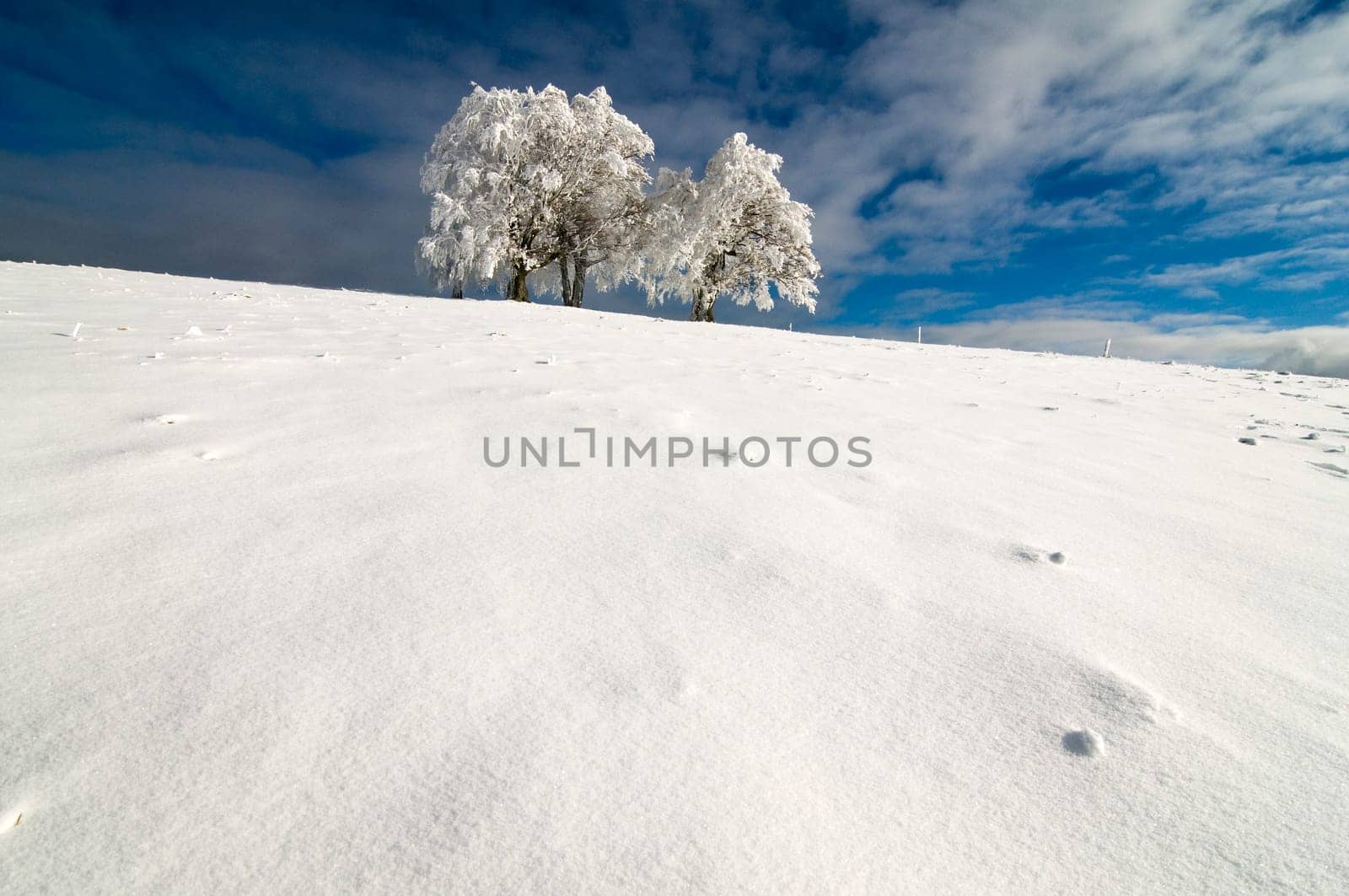 Winter Tree02