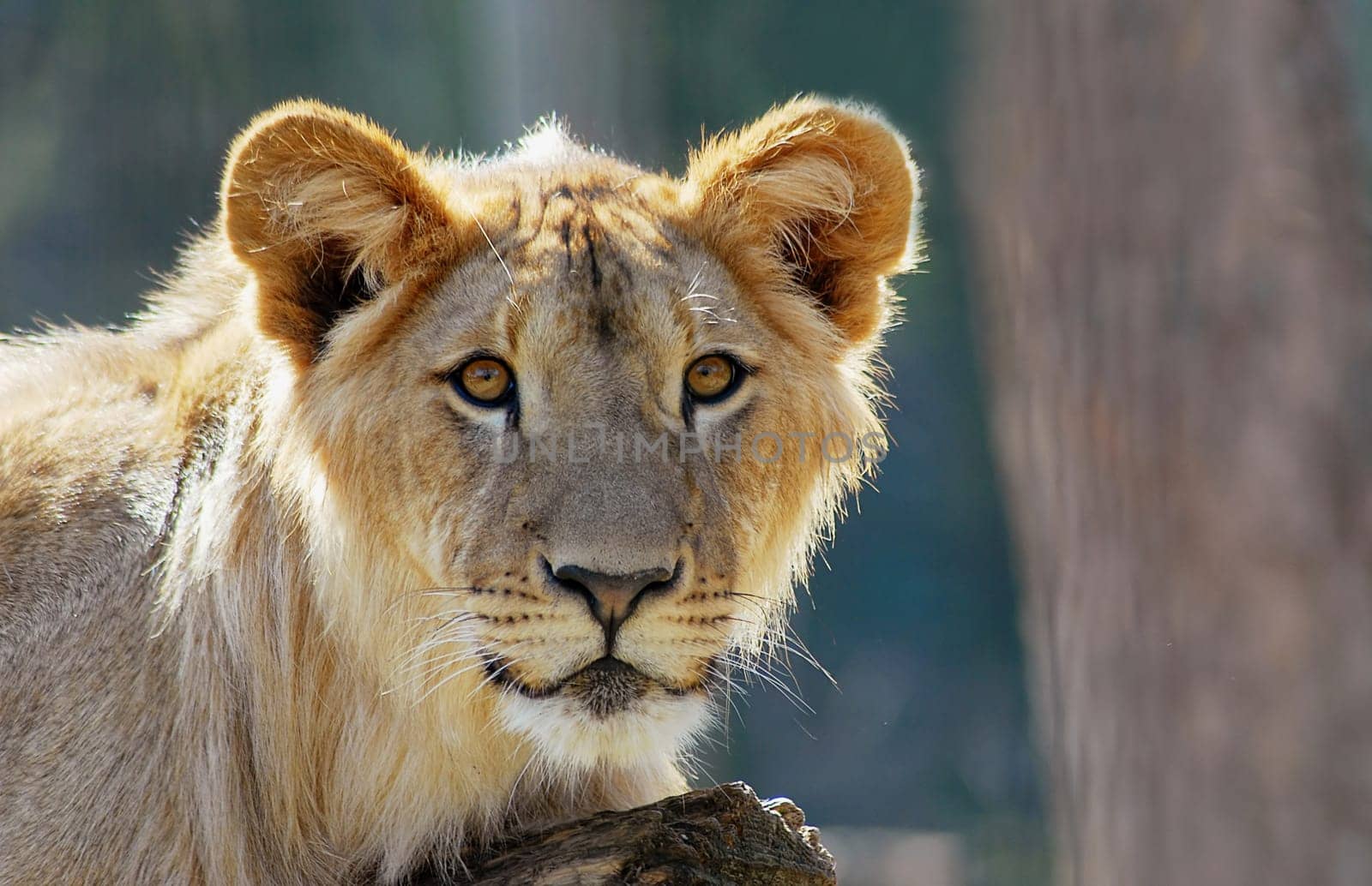 On the lookout