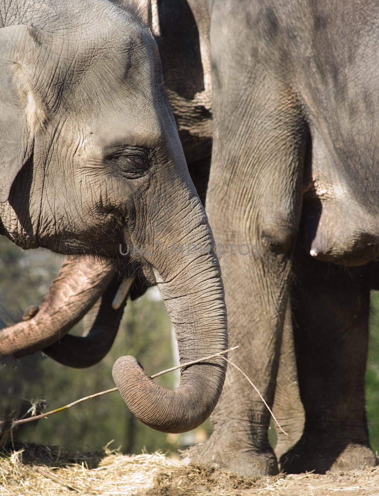 Asian elephants - mother and kid