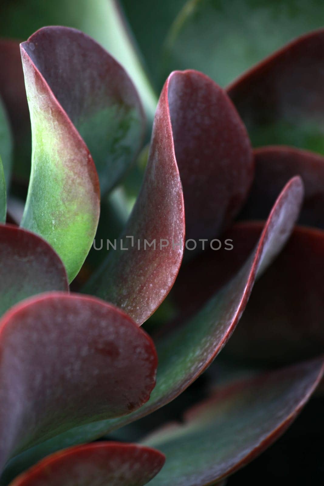Paddle Plant