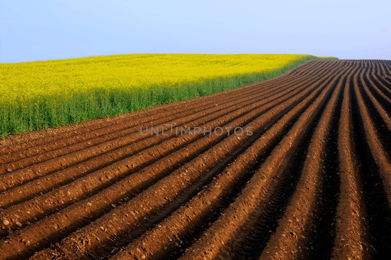 Asparagus field