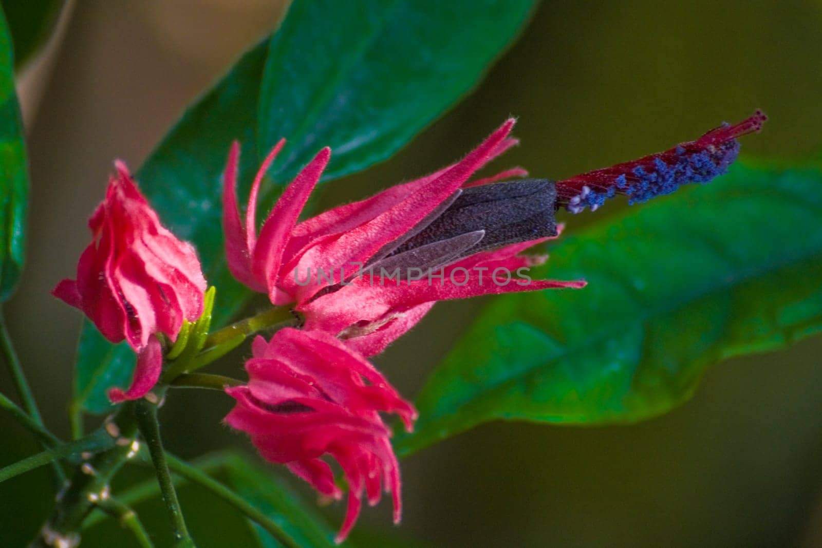 exotician bloom