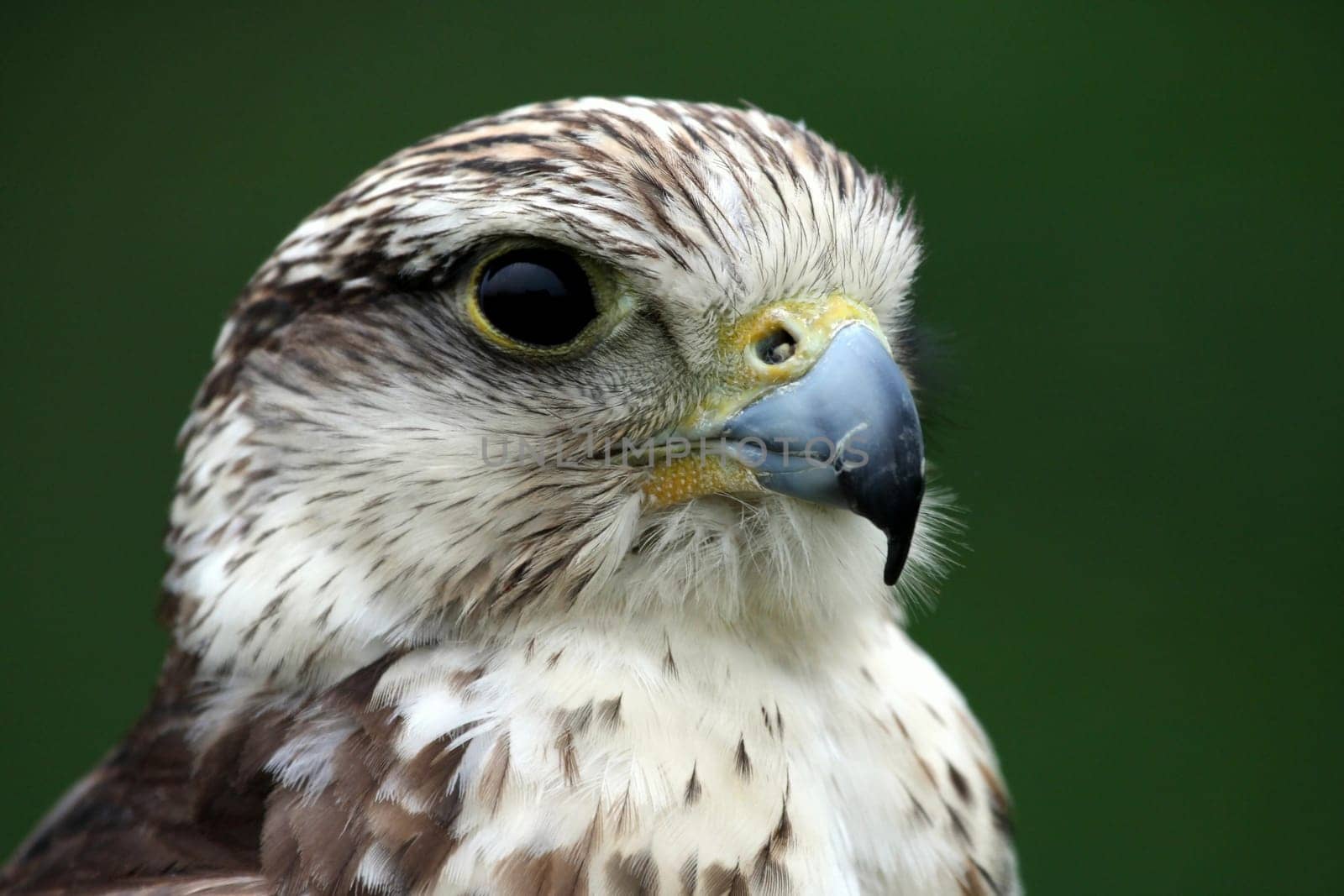 King Rough-legged Buzzard