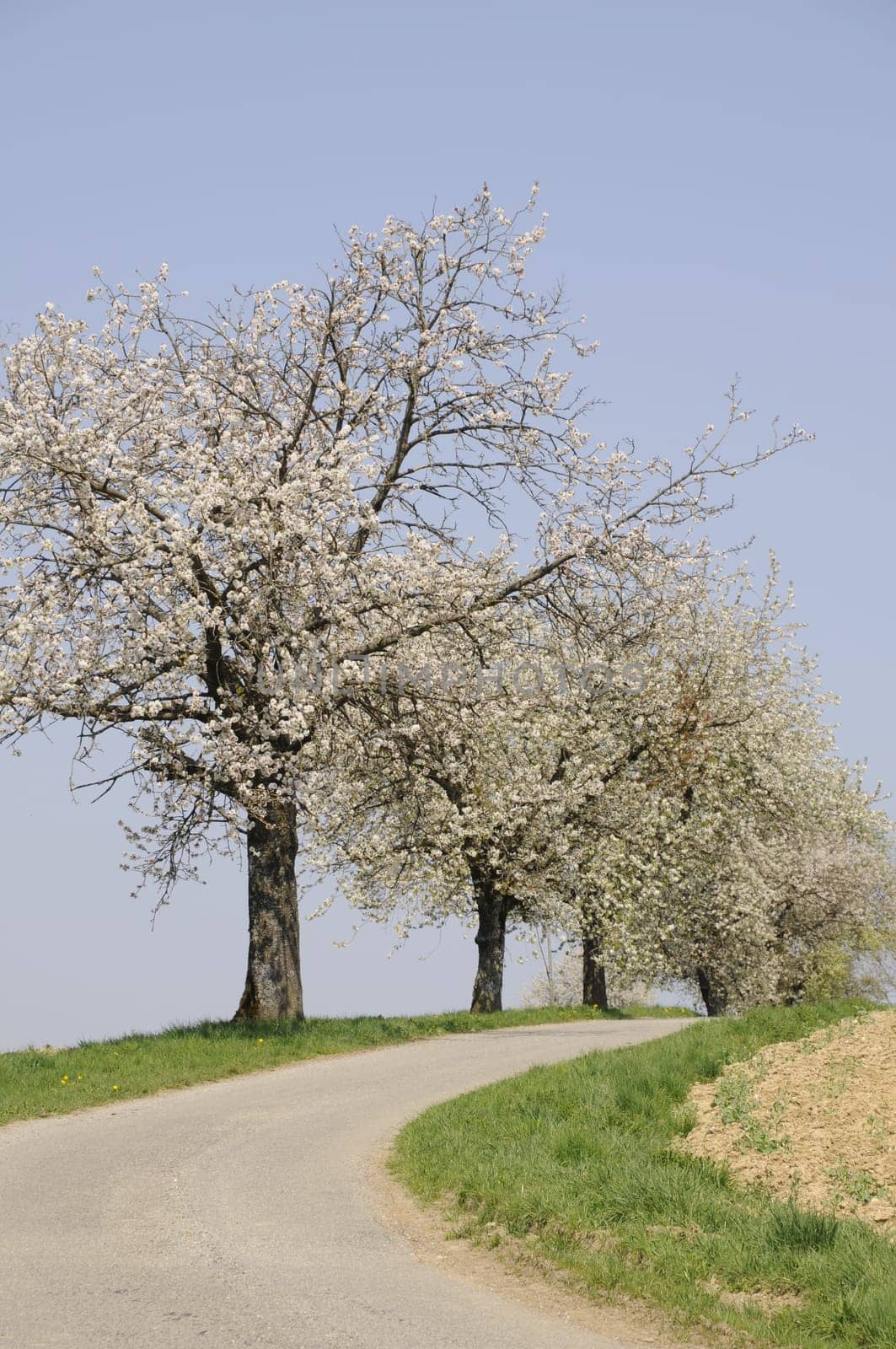 Dirt road with flowering trees