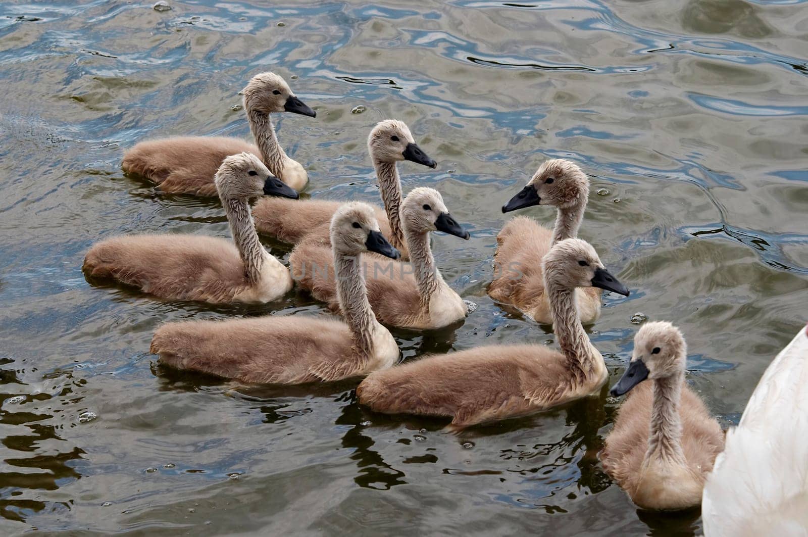 squeakers - cygnets