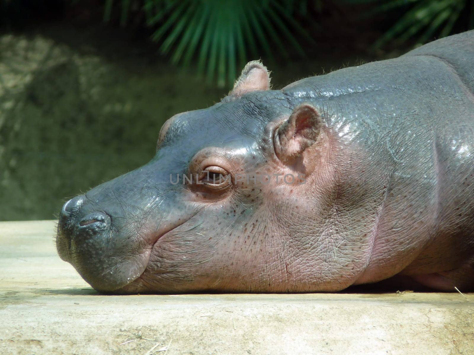 Hippo,Hippo,Hippo,Baby Animal