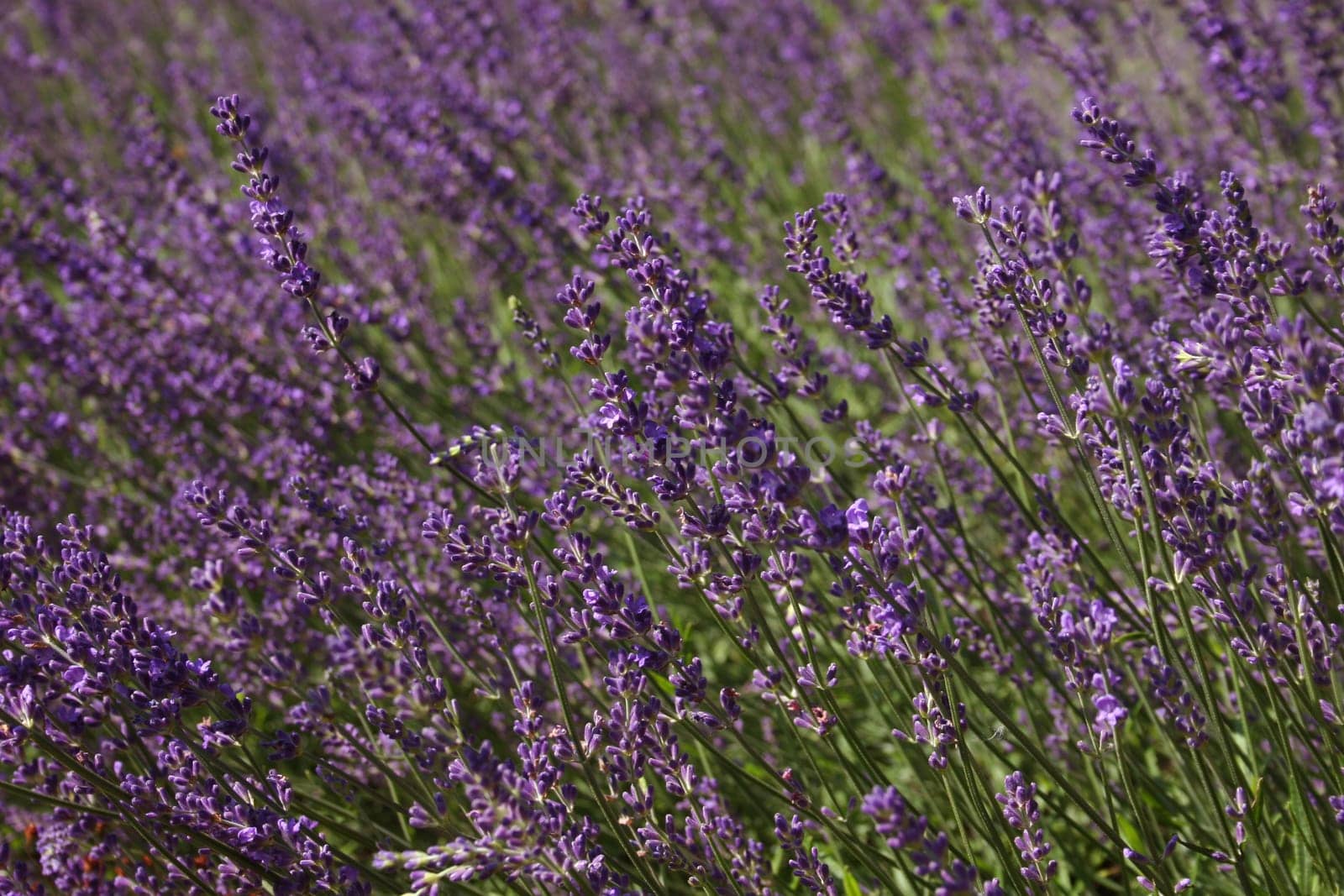 Blooming lavender field