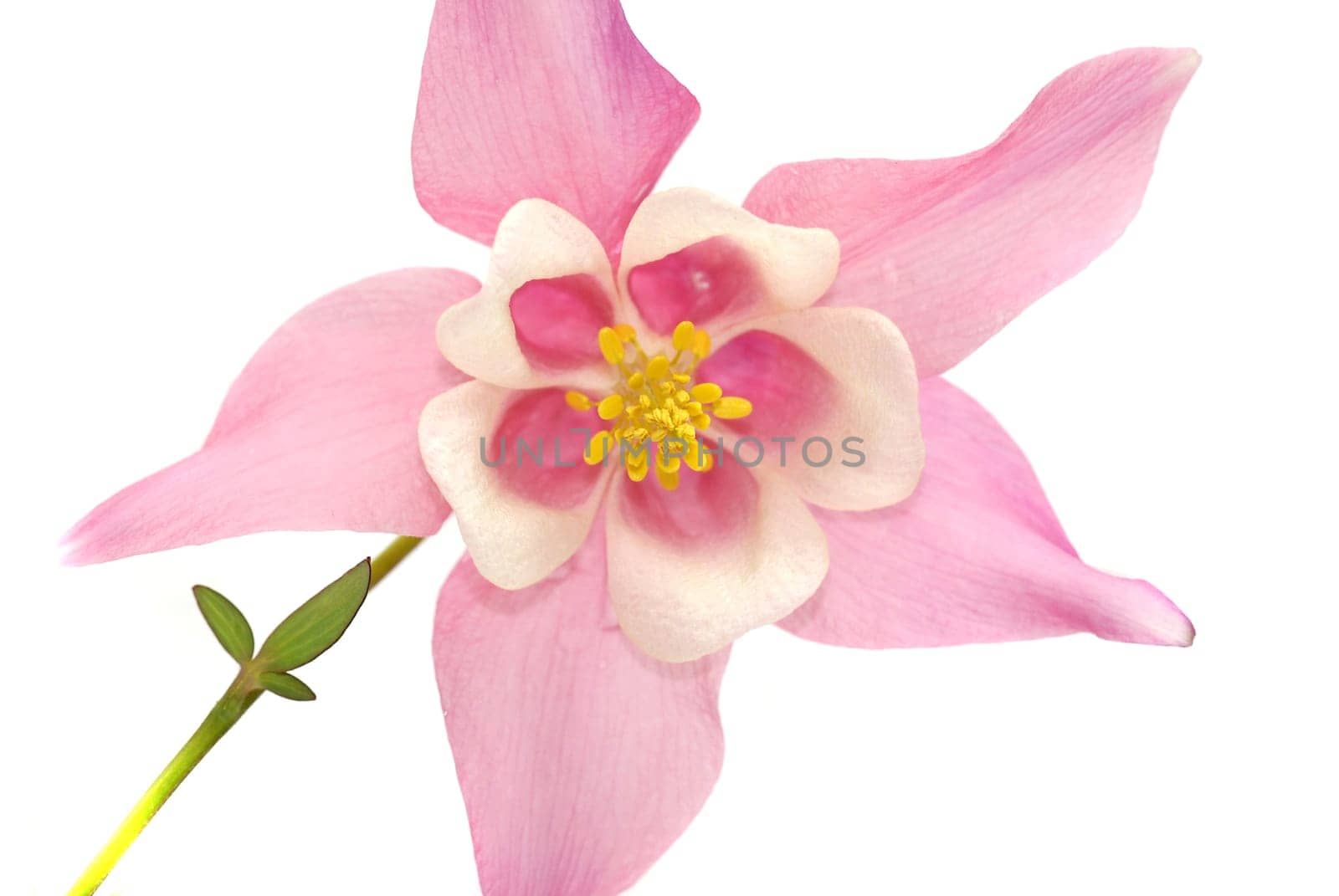 Columbine