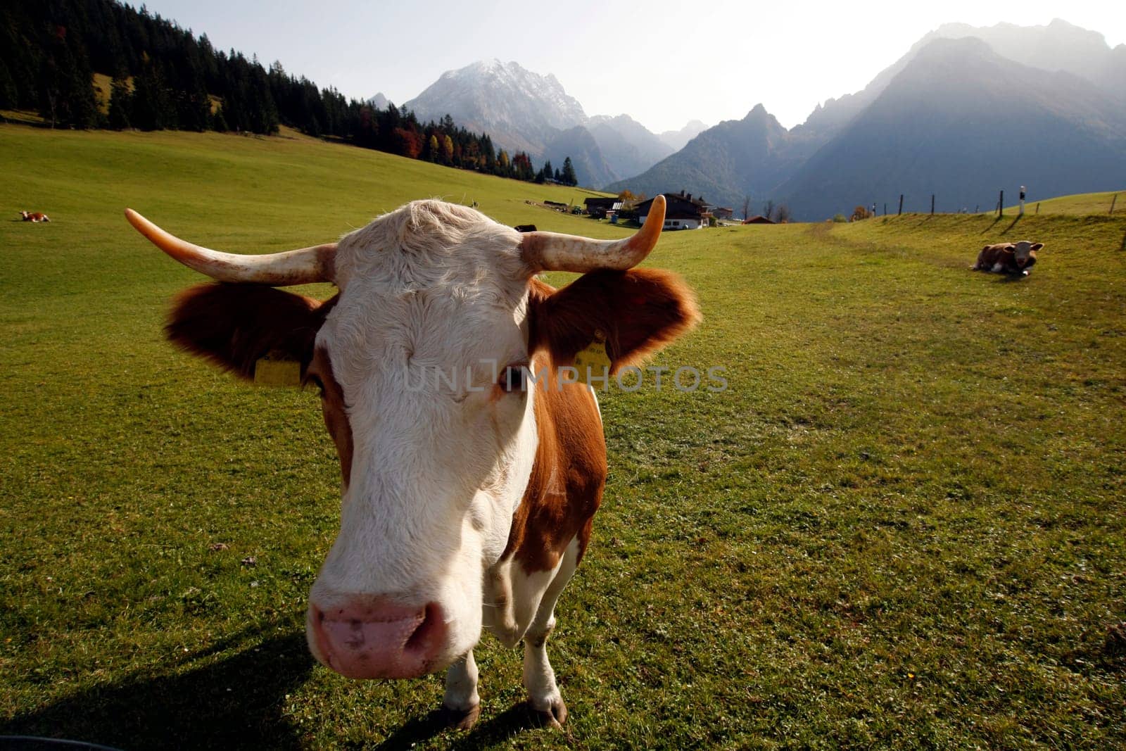 Cow on the mountain pasture