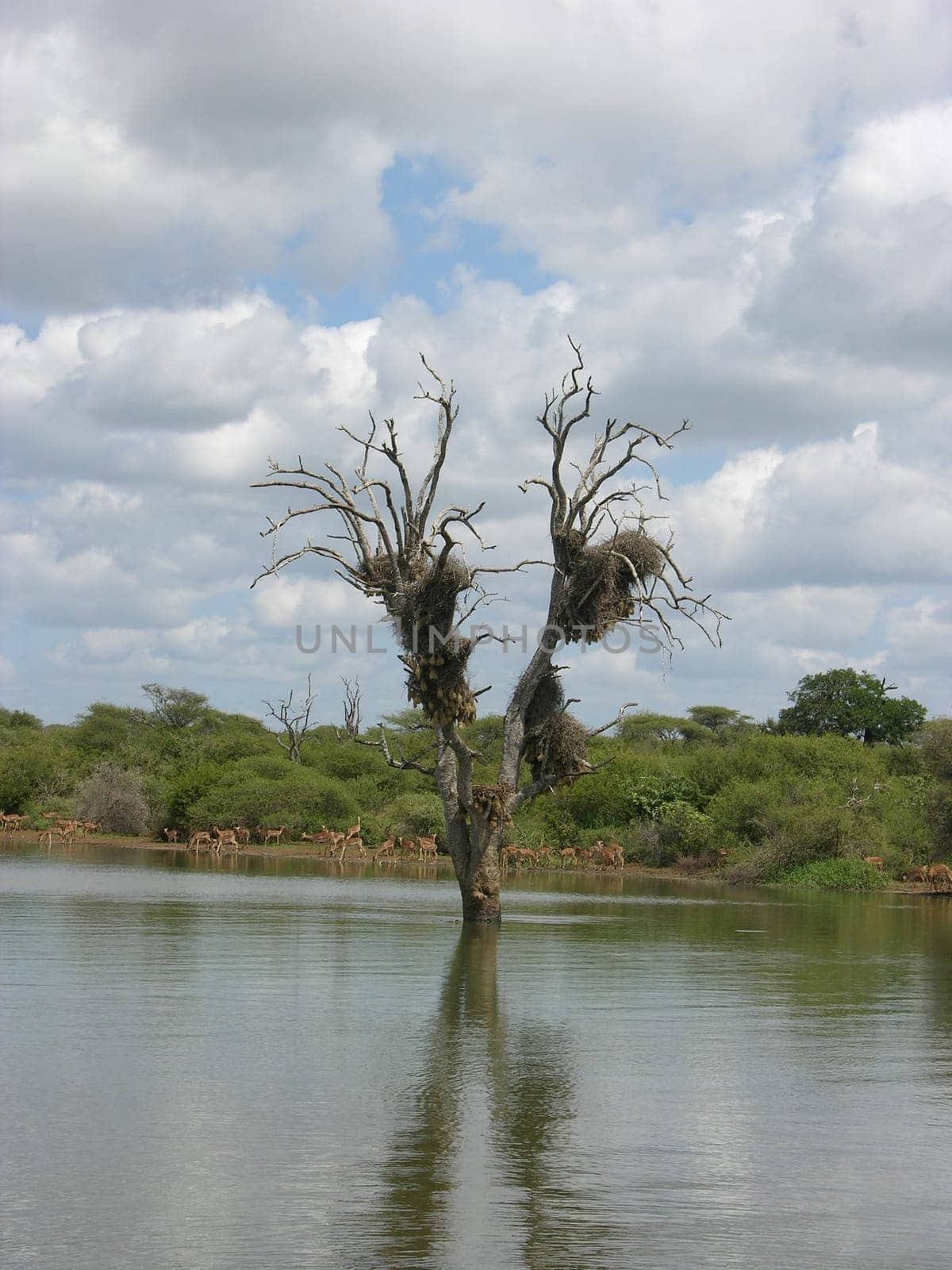 Wildlife scenery at Kruger Park