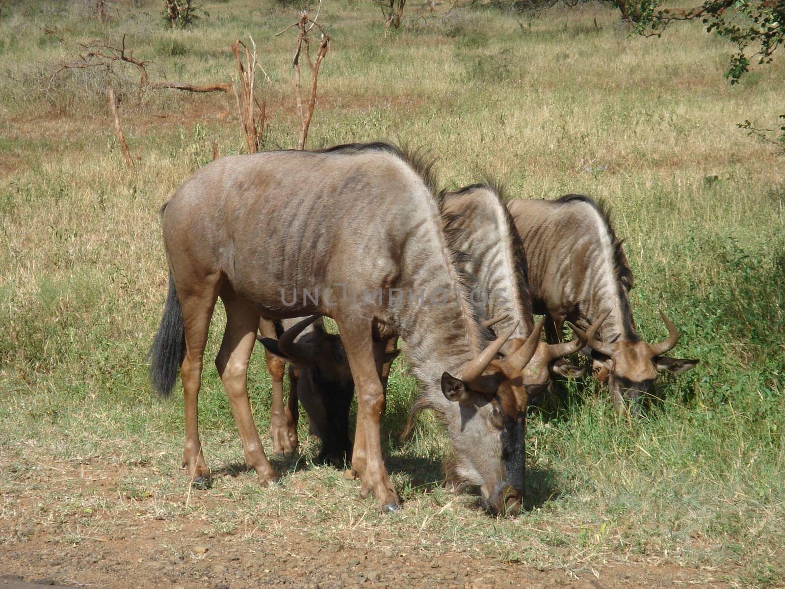 Wildebeests in Kruger Park