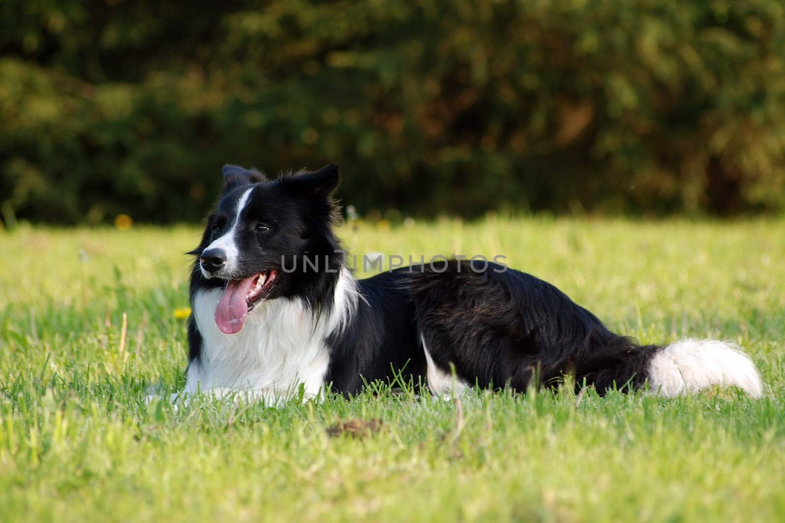Border Collie