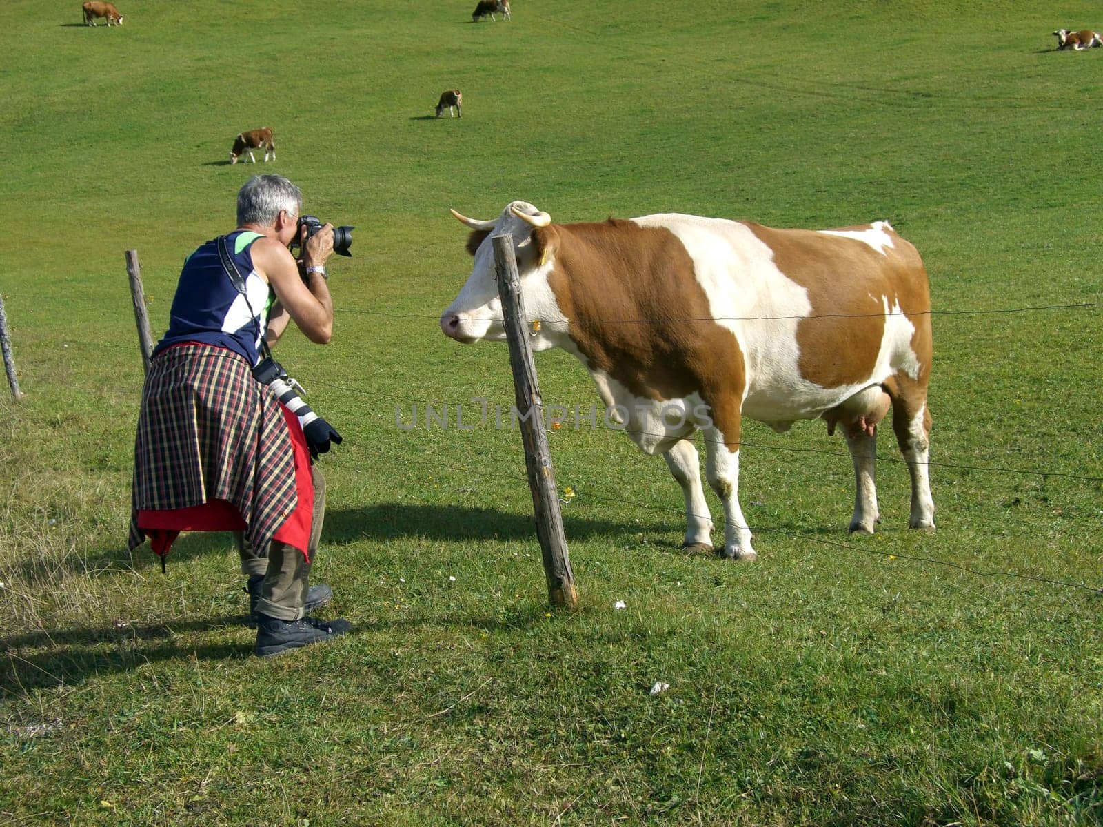 Cow Photographer