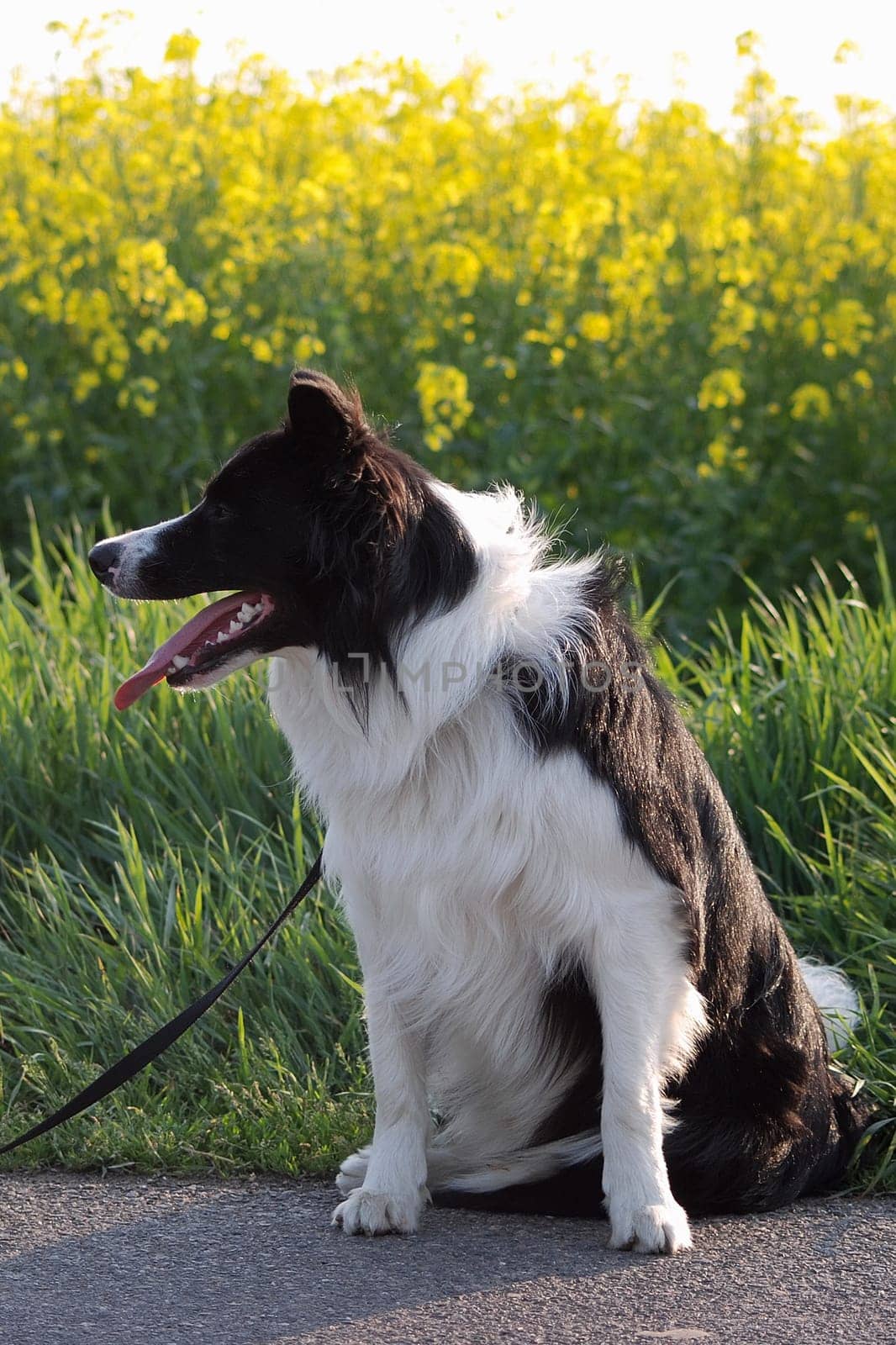 Border Collie